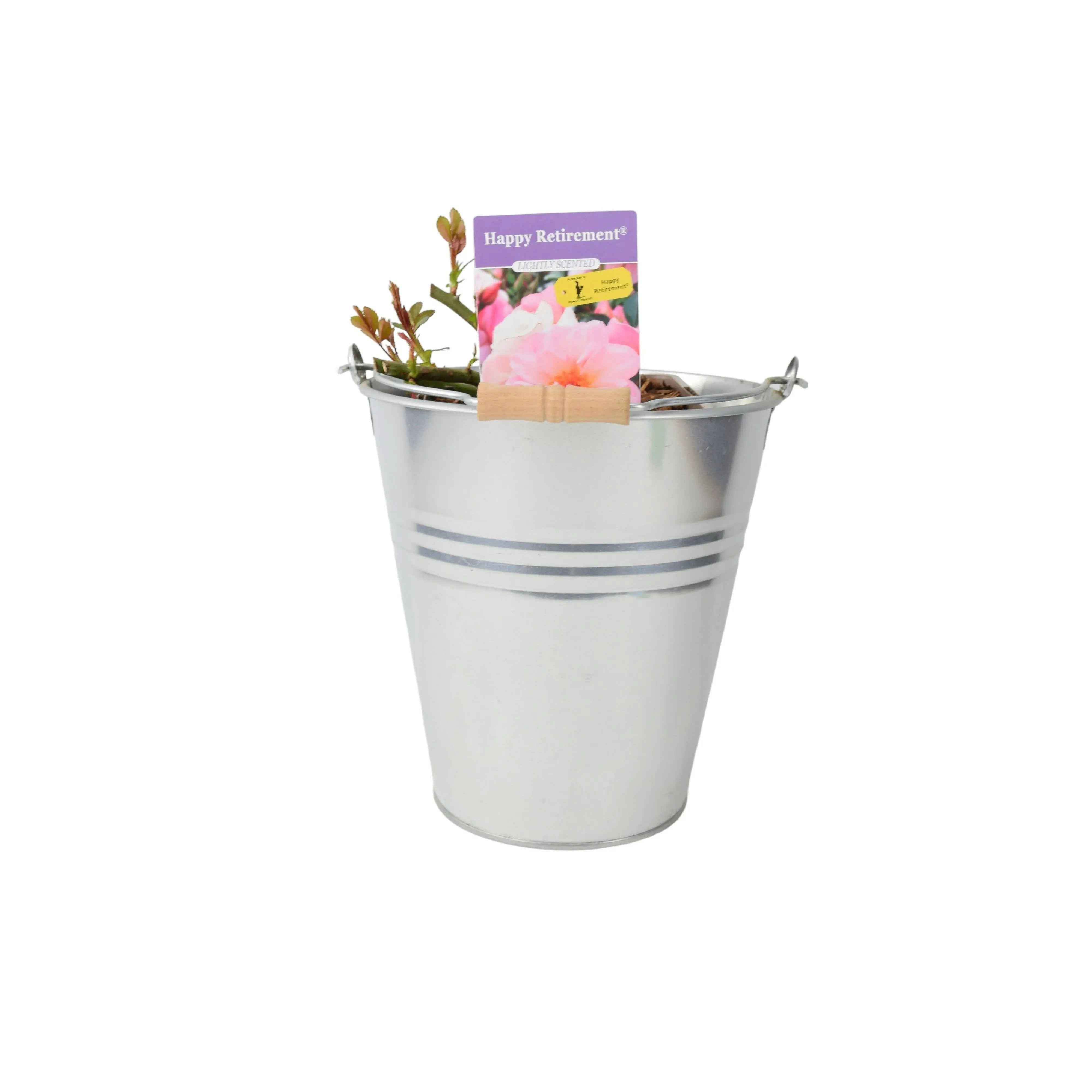 Plants By Post Peach Happy Retirement Rose - Pale Flowers, 5.5L Pot - Gift Rose - Metal Zinc Pail