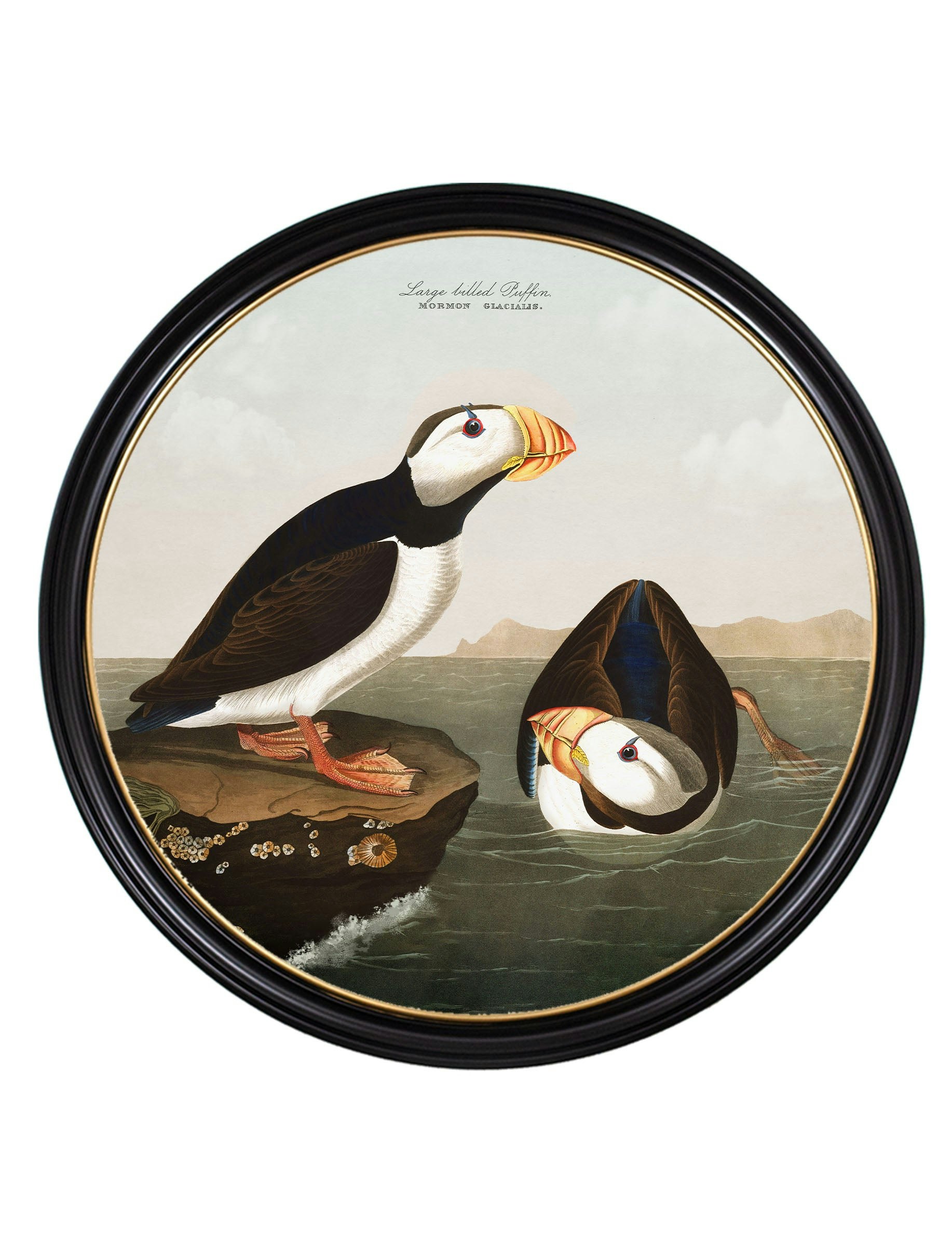 Rackhams Black C.1838 Audubon's Puffins - Round Frame - 120 X 120Cm - Large Billed Puffin