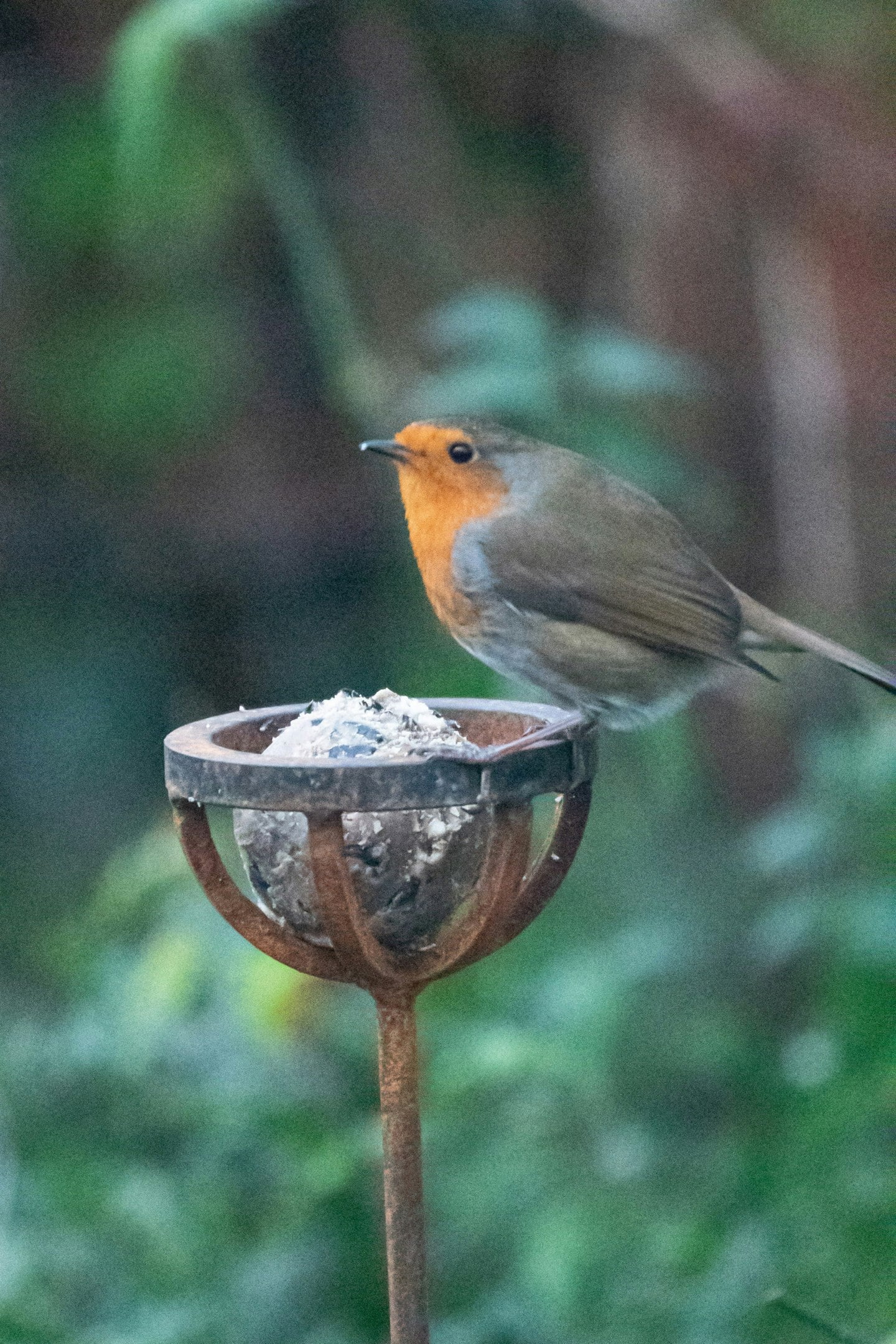 Rackhams Fat Ball Bird Feeder Stake