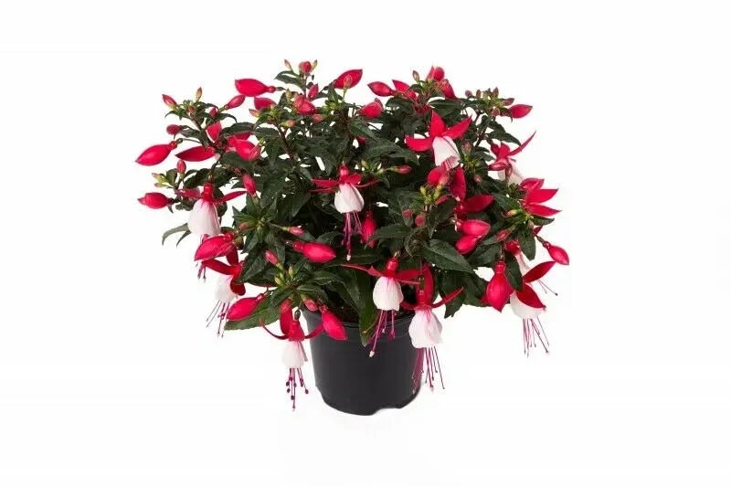 Plants By Post Fuchsia Bella Evita – 3 Plants In 9Cm Recyclable Pots