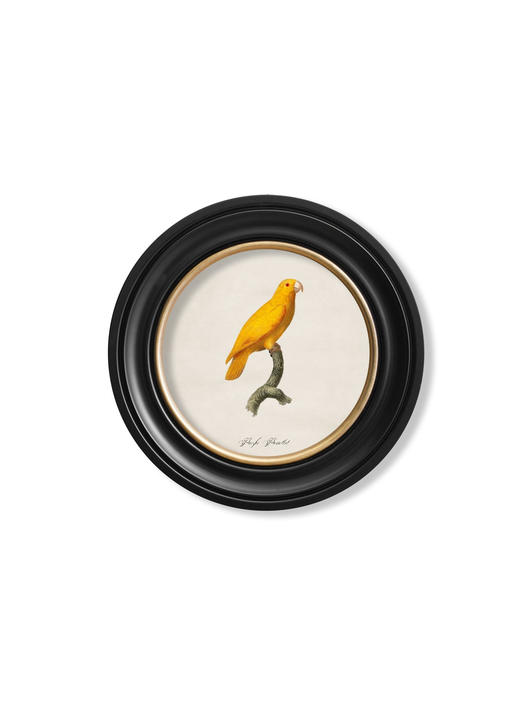 Rackhams Black C.1800's Collection Of Parrots In Round Frames 2 - 44 X 44Cm - Pacific Parrotlet