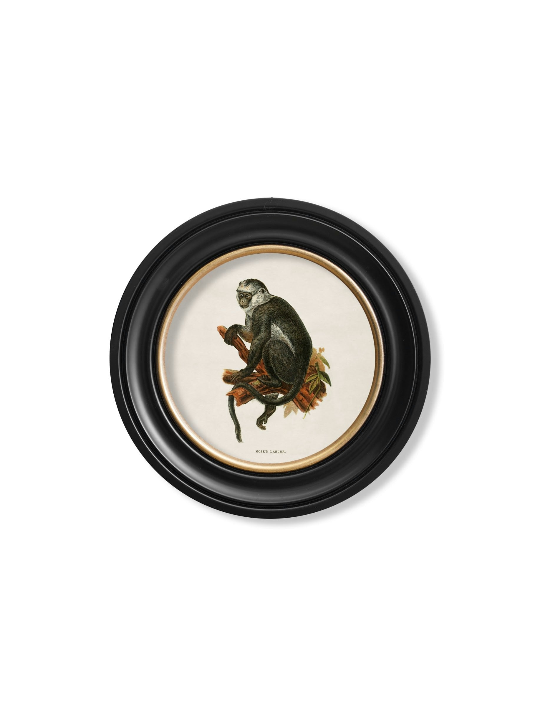 Rackhams Black C.1910 Collection Of Primates In Round Frames - 44 X 44Cm - Hose's Langur