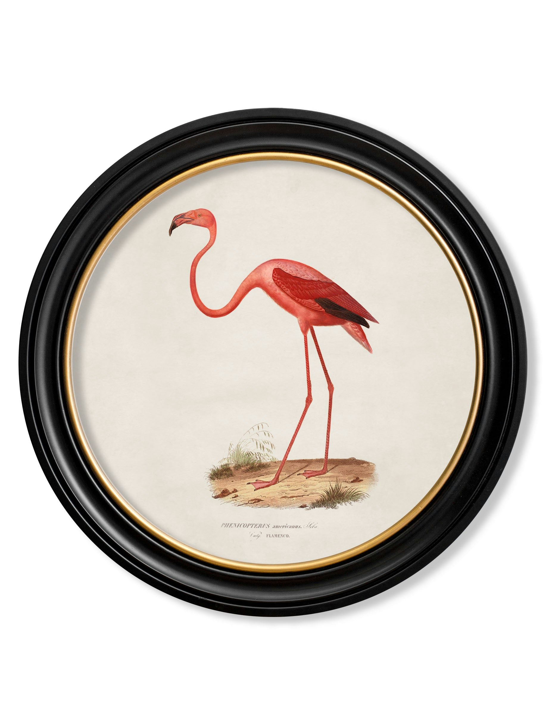 Rackhams C.1830 Flamingo - Round Frame - 44 X 44Cm - Oxford Round