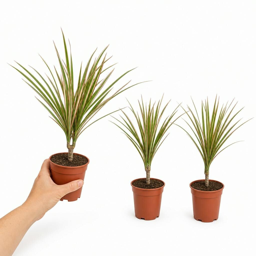  - Dracaena Marginata Variegated Dragon Tree 12Cm PotPack Of 3 Plants - Image 3