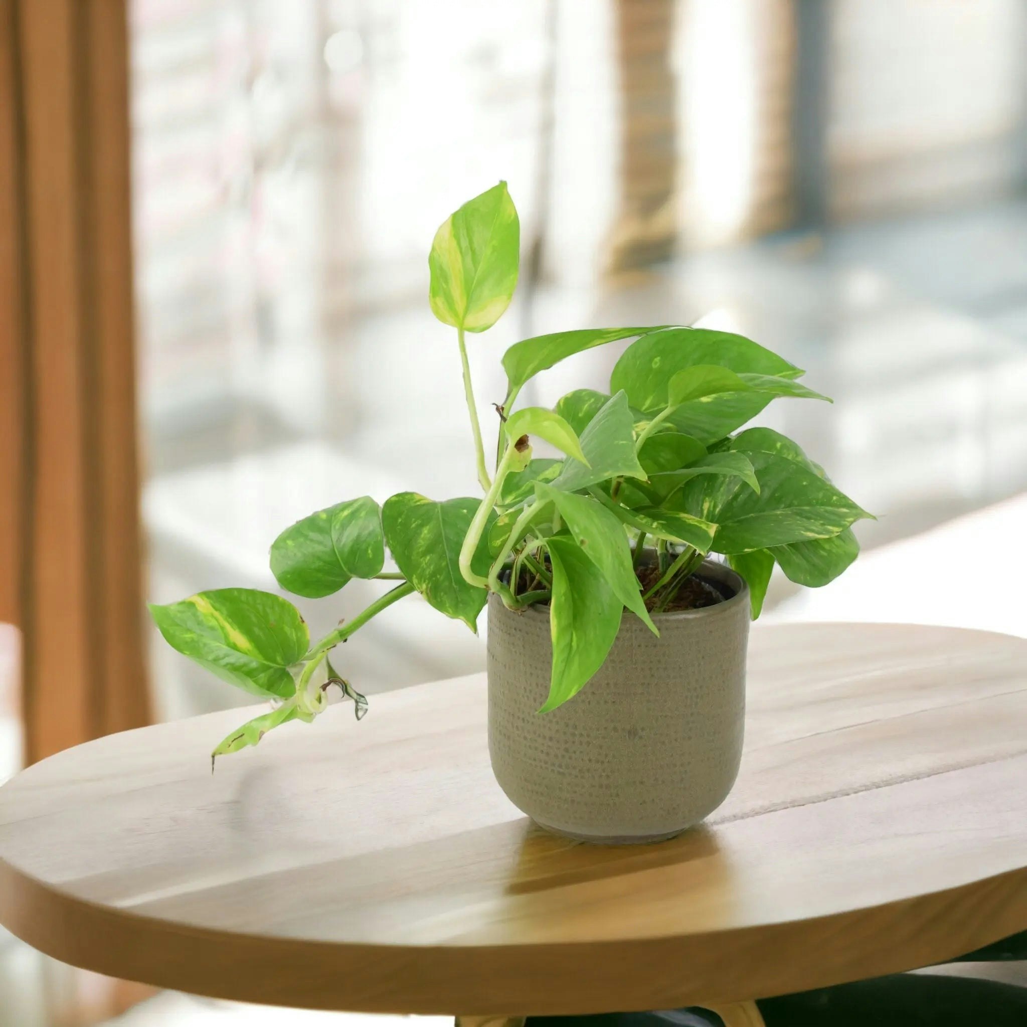 Plants By Post Golden Epipremnum Aureum – Pothos Devil’s Ivy Houseplant In 12Cm Pot - Ceramic Savina