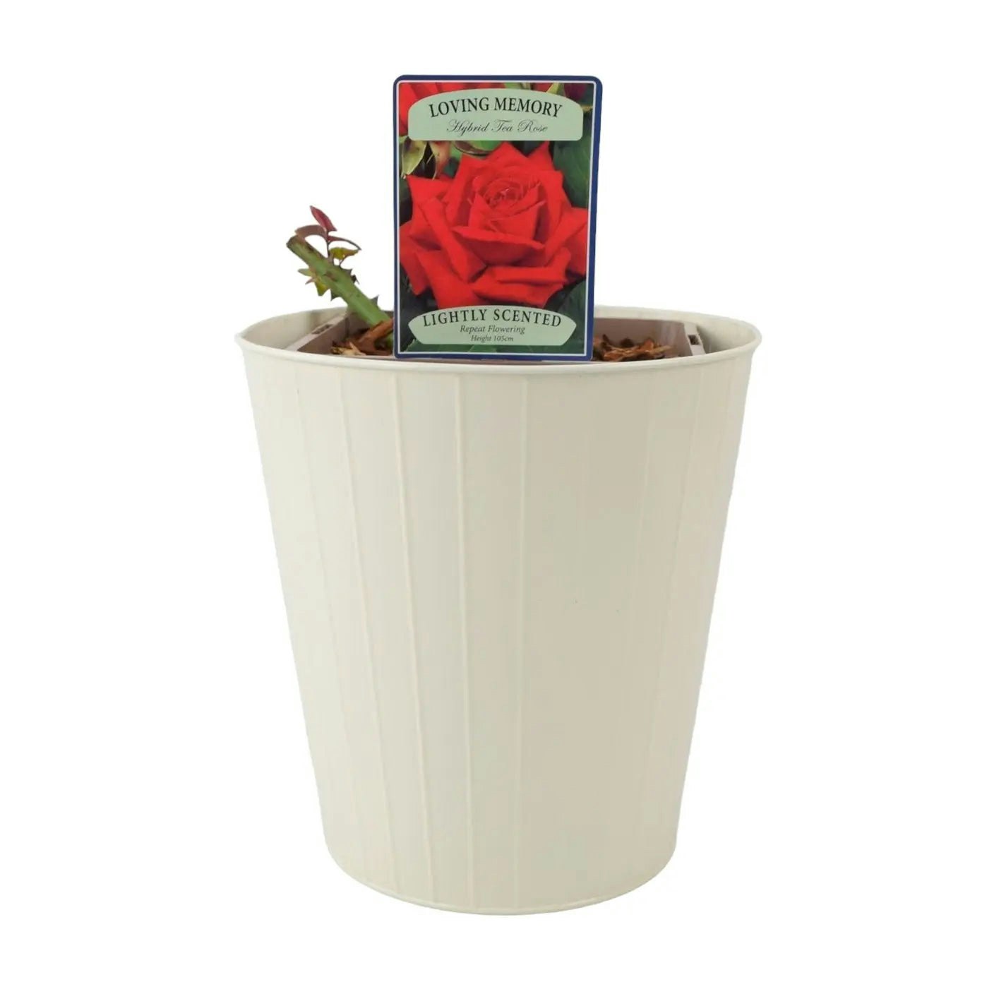 Plants By Post Cream Loving Memory Rose 5.5L – Crimson-Scarlet Blooms Fragrant Garden Rose - Metal Vertical Line