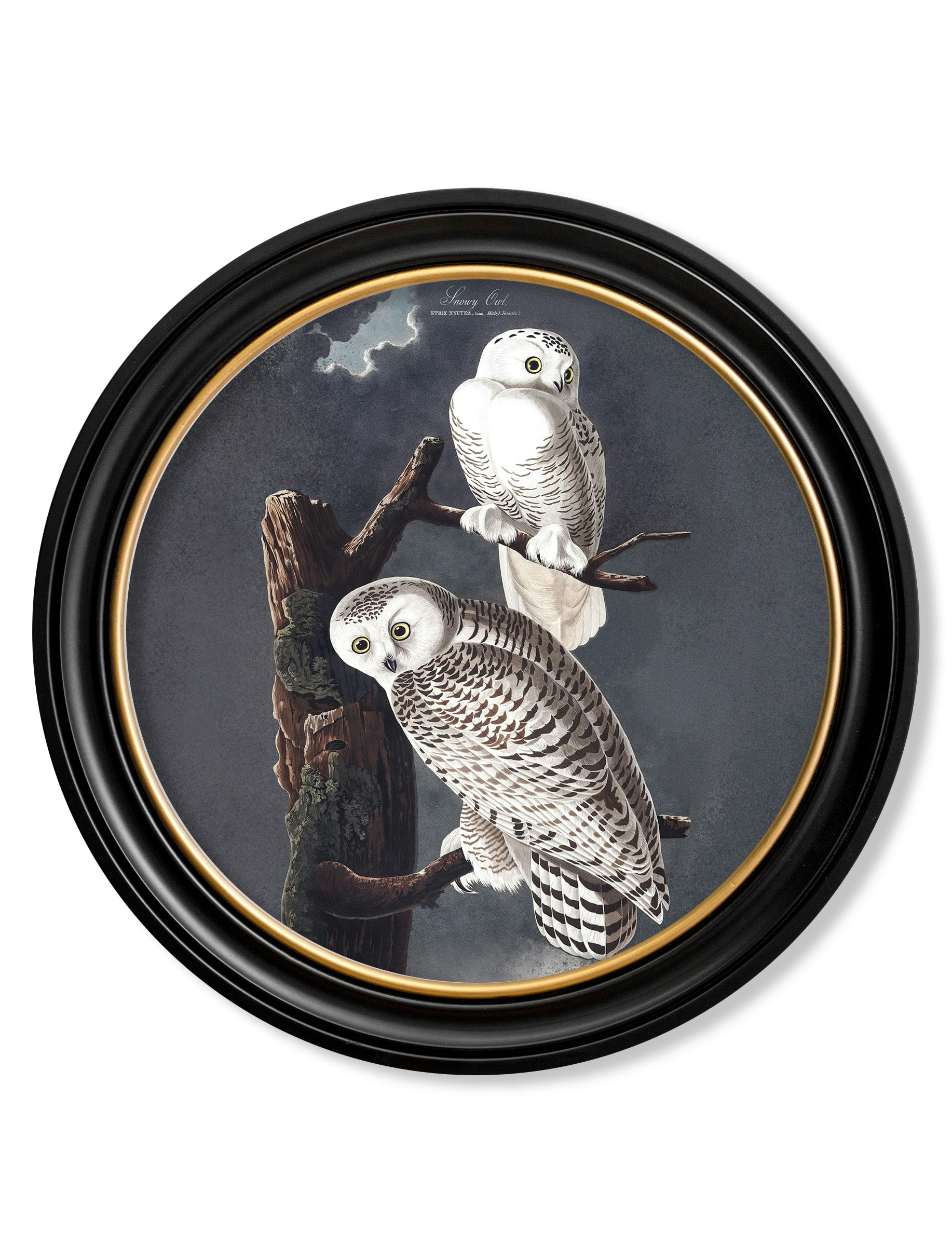 Rackhams Black C.1838 Audubon's Owls - Round Frame - 70 X 70Cm - Snowy Owl