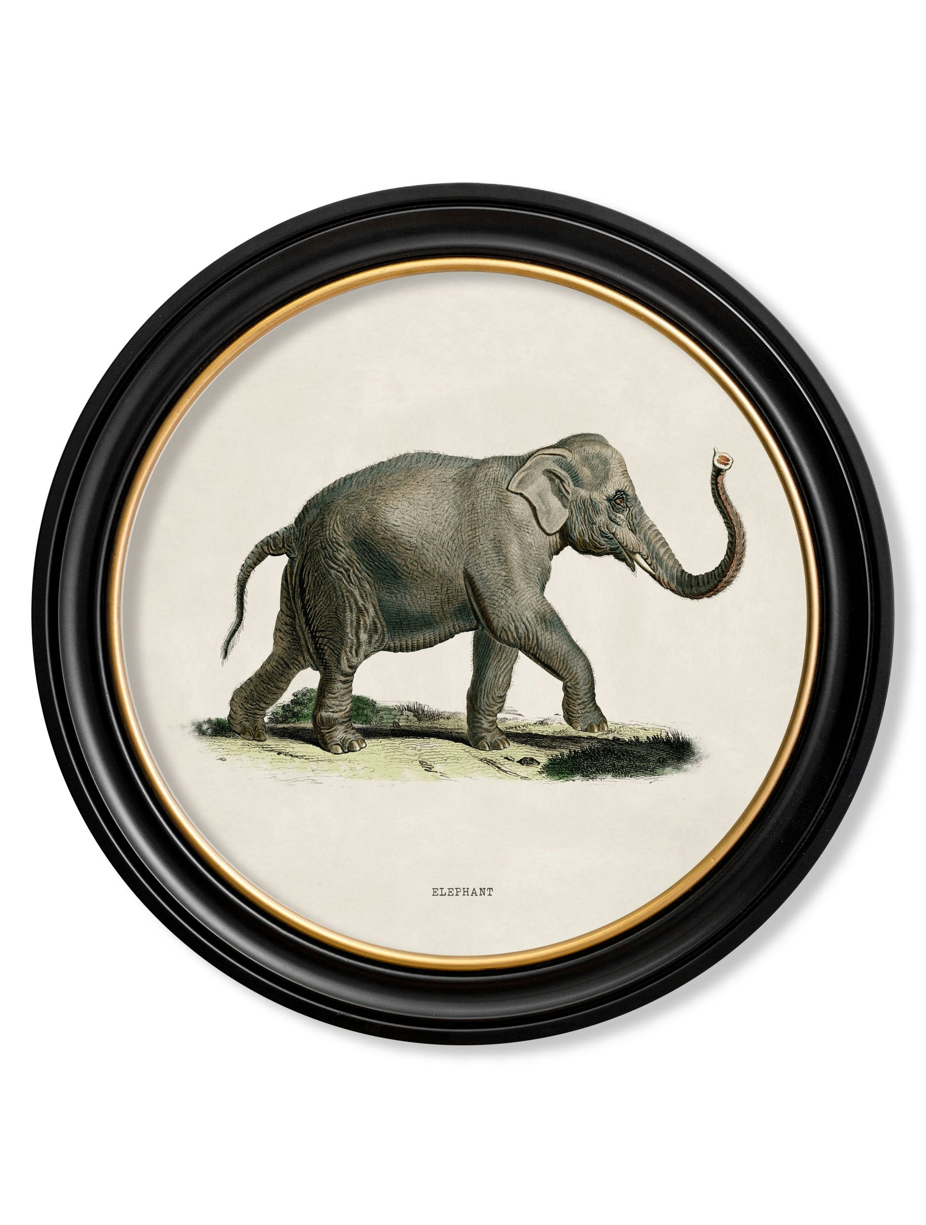 Rackhams Black C.1846 Elephants In Round Frame - 70 X 70Cm - Right Facing Elephant
