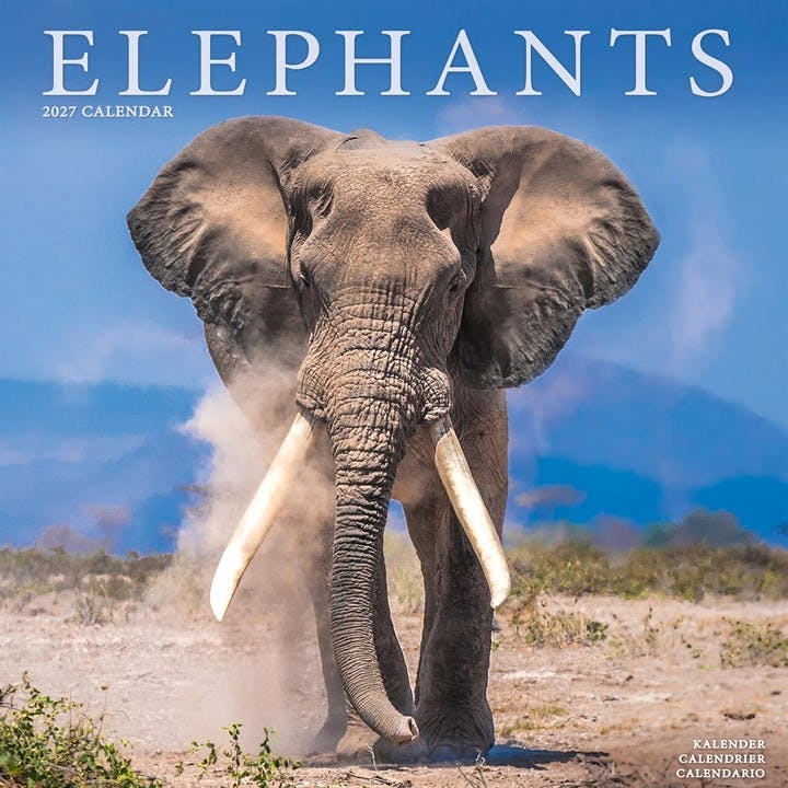 Elephants Avonside Publishing - Image 7