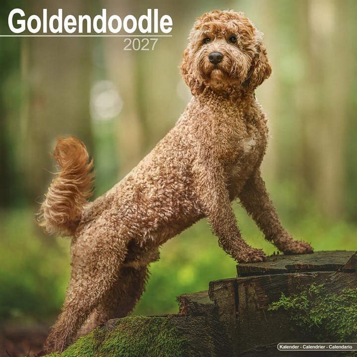 Goldendoodle - Image 7