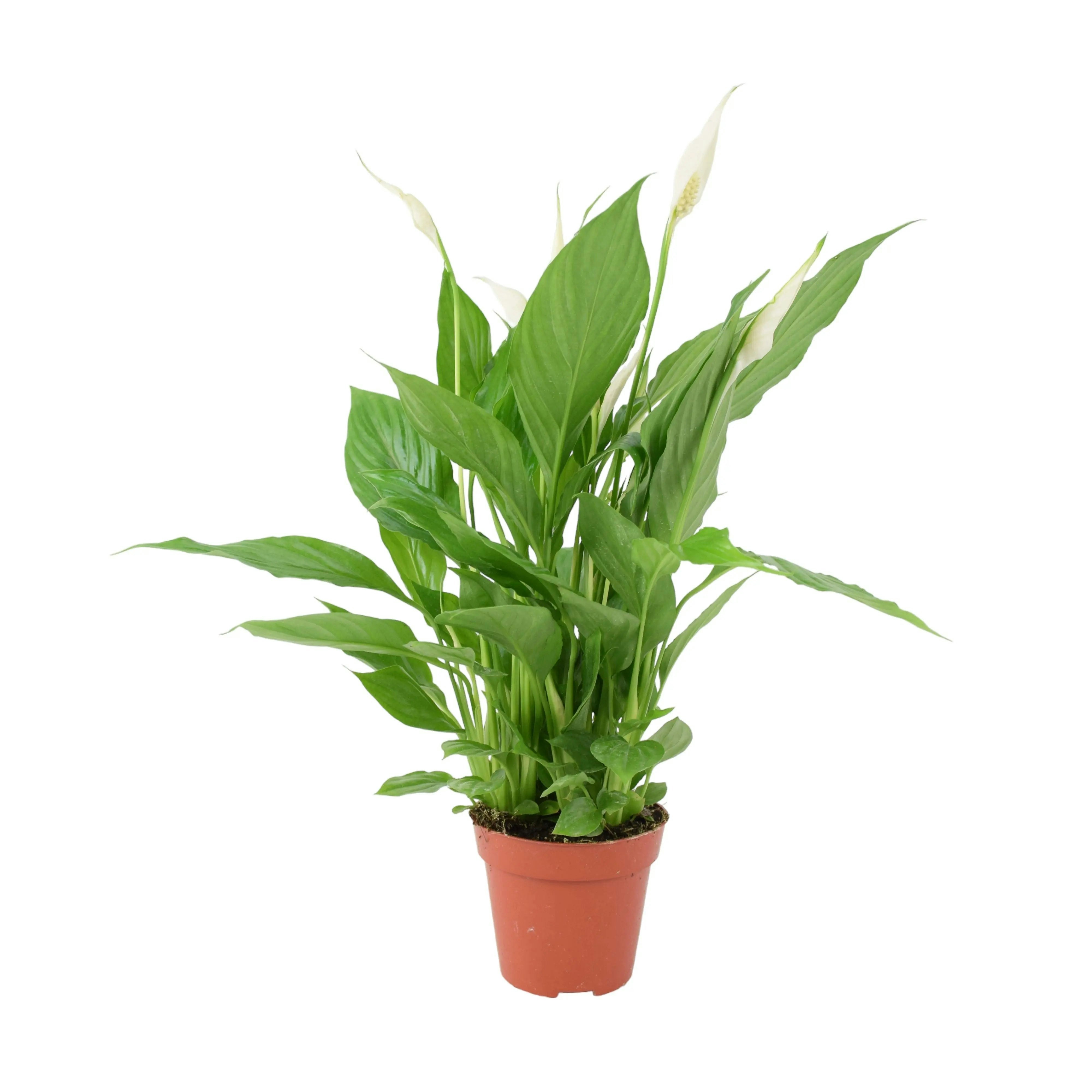 Plants By Post White Peace Lily Plant 12Cm - Air Purifying Houseplant Elegant Indoor Plant With Flowers - No Container