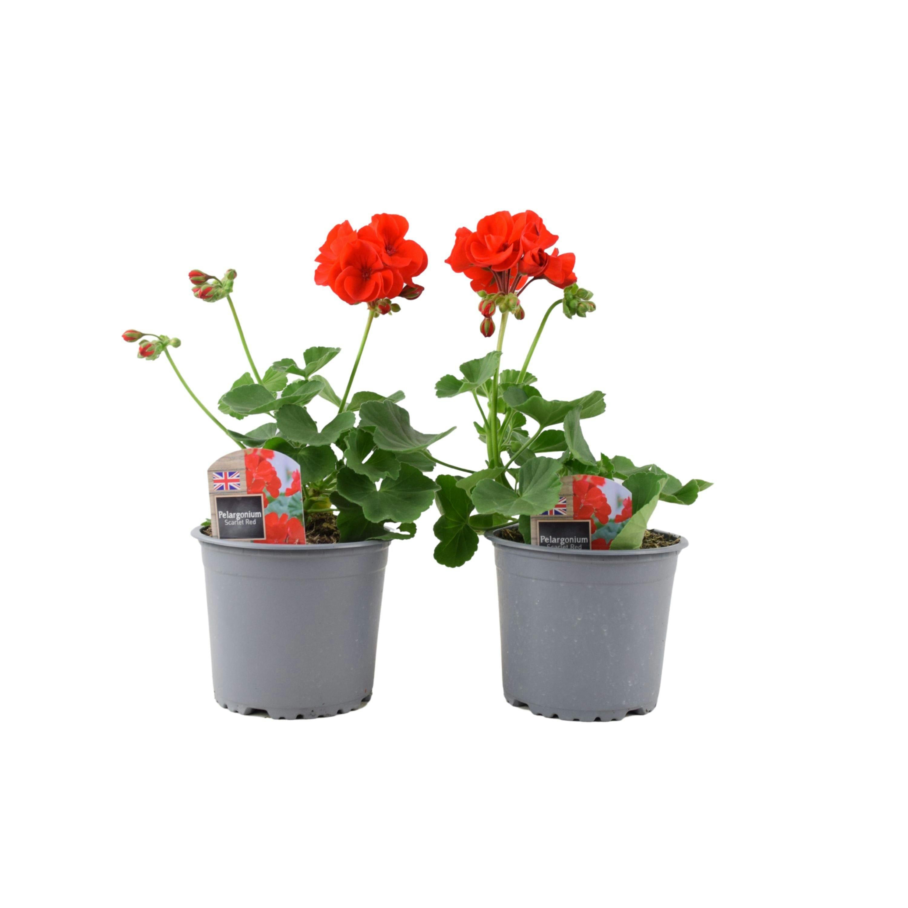 Red Zonal Geranium Upright Mixed Colours – Set Of 2 X 1L Potted Plants - Scarlet
