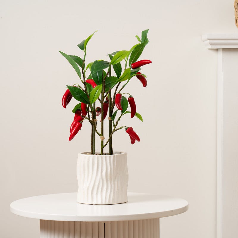 Scottish Everlastings Red 49Cm Chilli Plant In Ceramic Pot