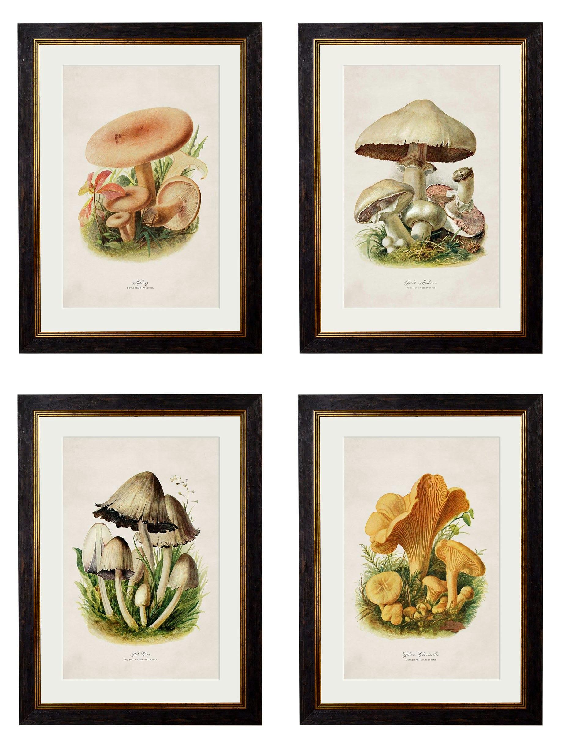 Rackhams Black C.1913 Edible Mushrooms - 50 X 70Cm - Collection Of 4