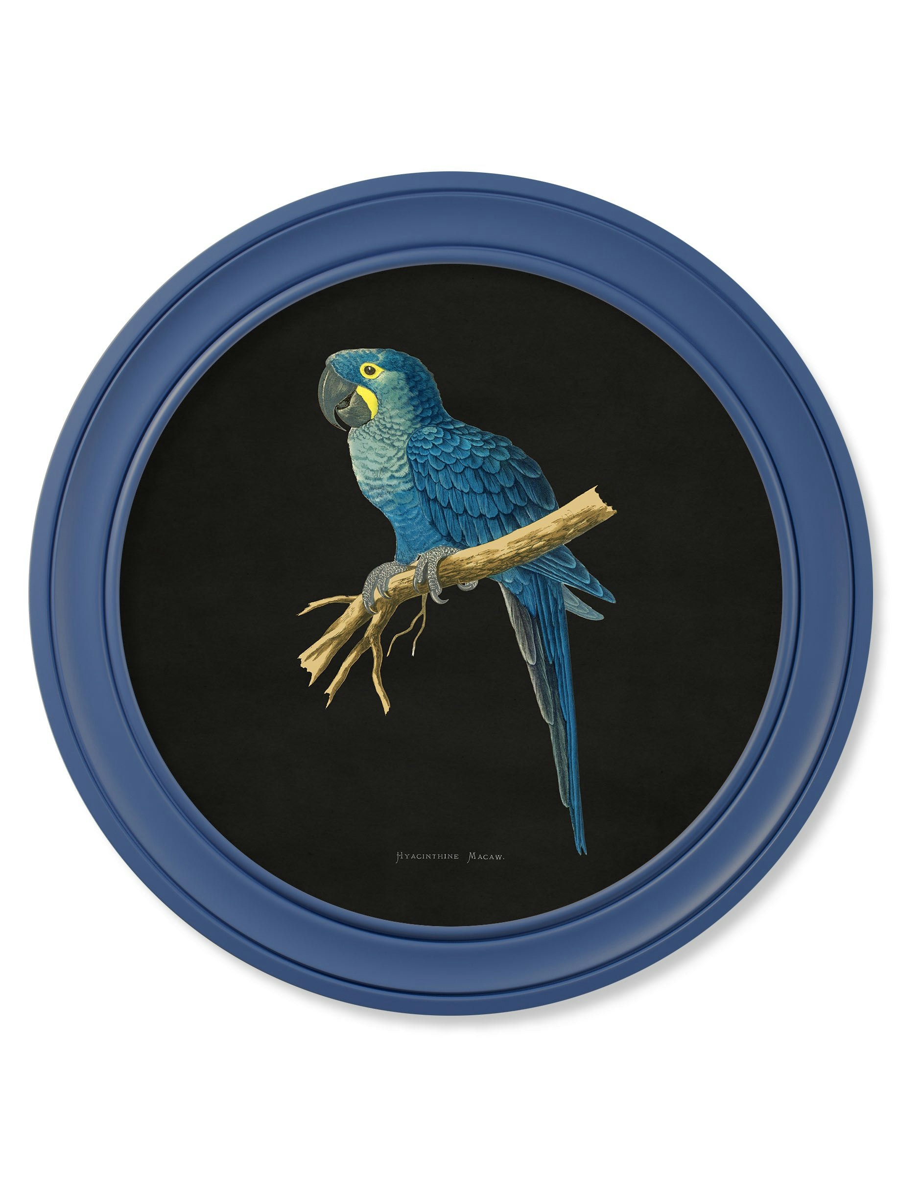 Exceptional Art Blue C.1884 Collection Of Macaws In Round Frames - 70 X 70Cm - Hyacinthe Macaw