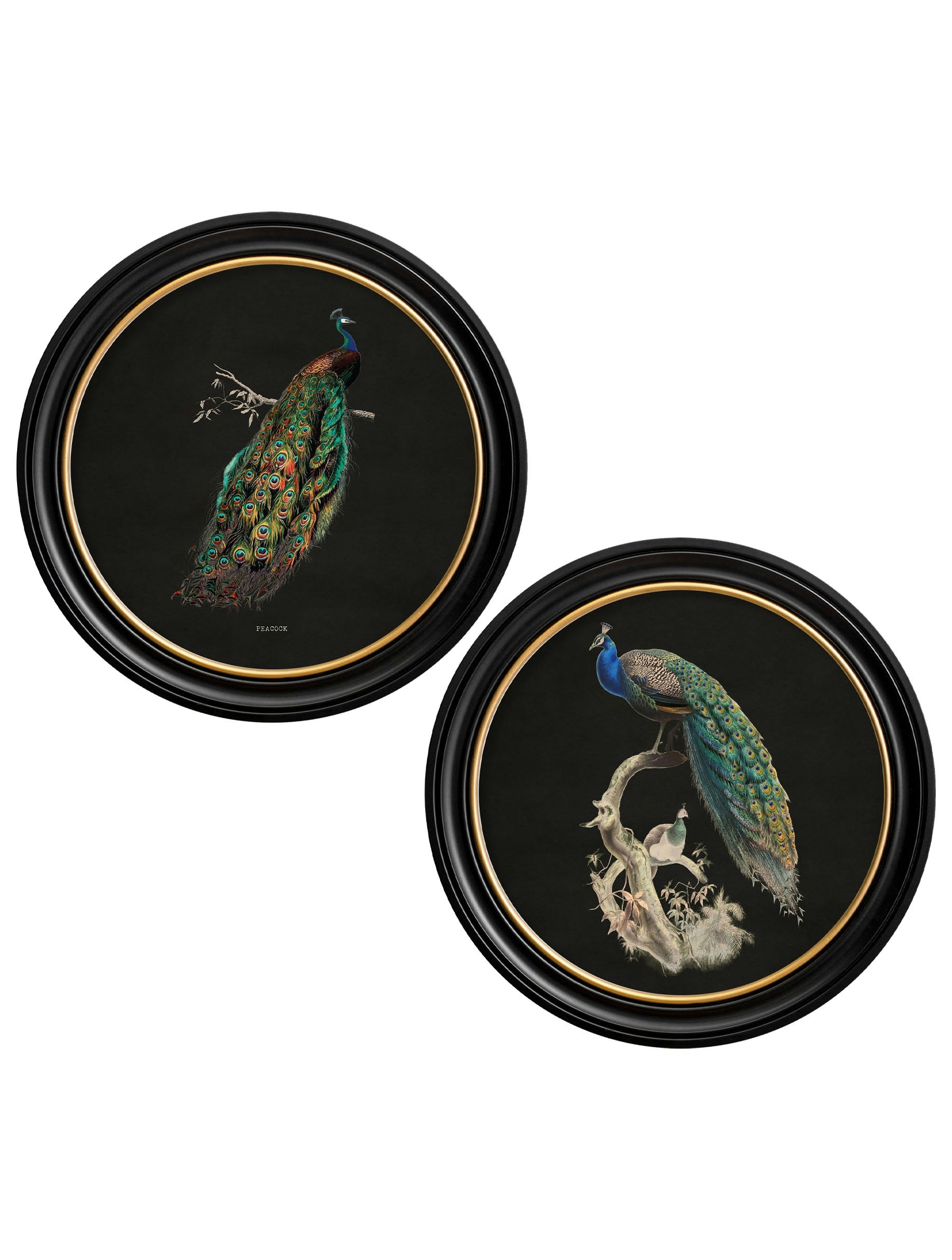 Exceptional Art Dark/Black C.1847 Peacocks In Round Frames - 70 X 70Cm - Set Of 2