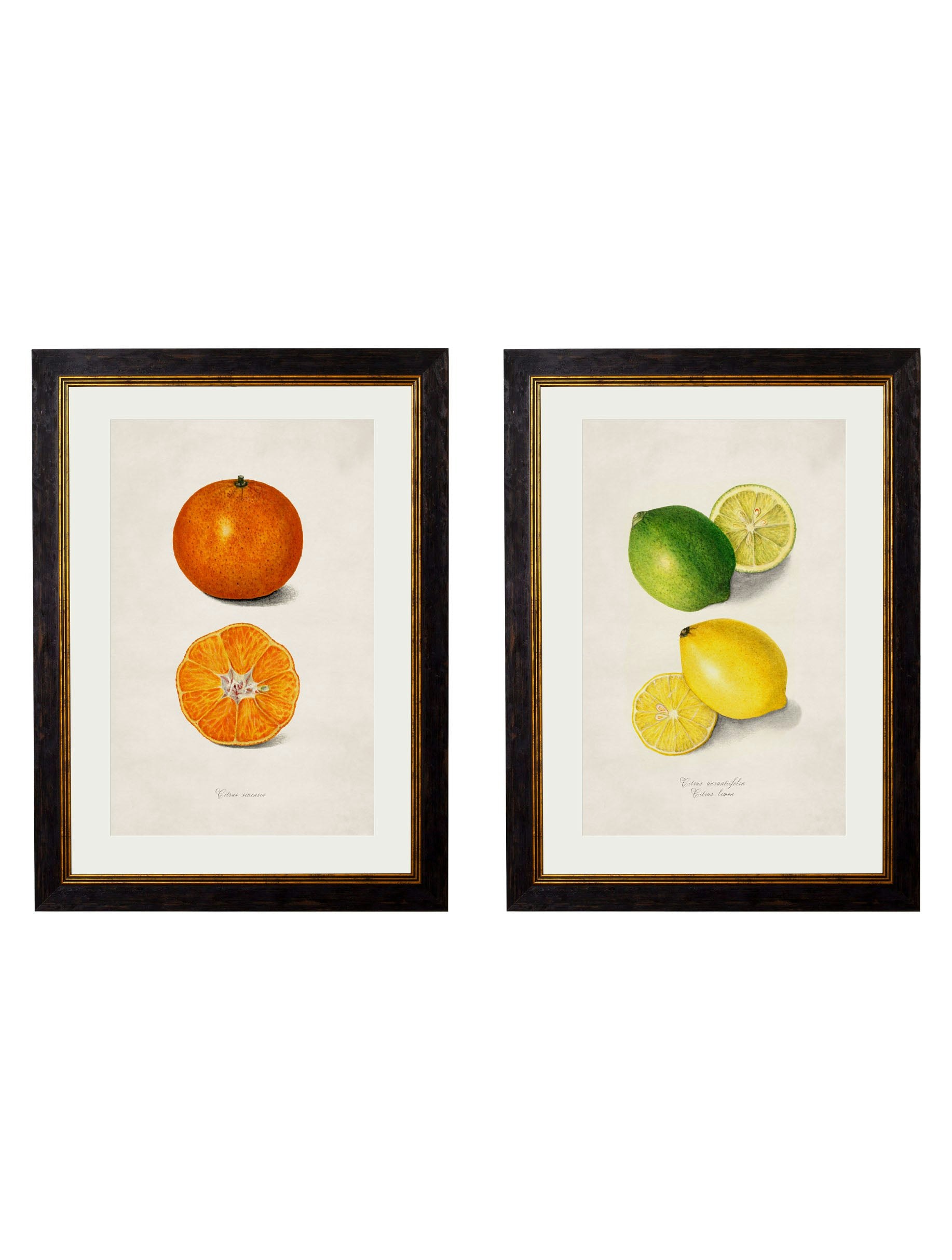 Rackhams Black C.1886 Study Of Citrus Fruit - 38 X 50Cm - Collection Of 2