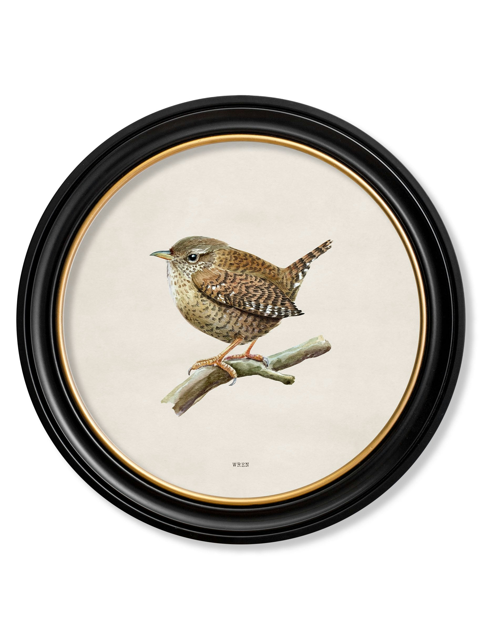 Exceptional Art Wren In Round Frame - 70 X 70Cm - Oxford Round