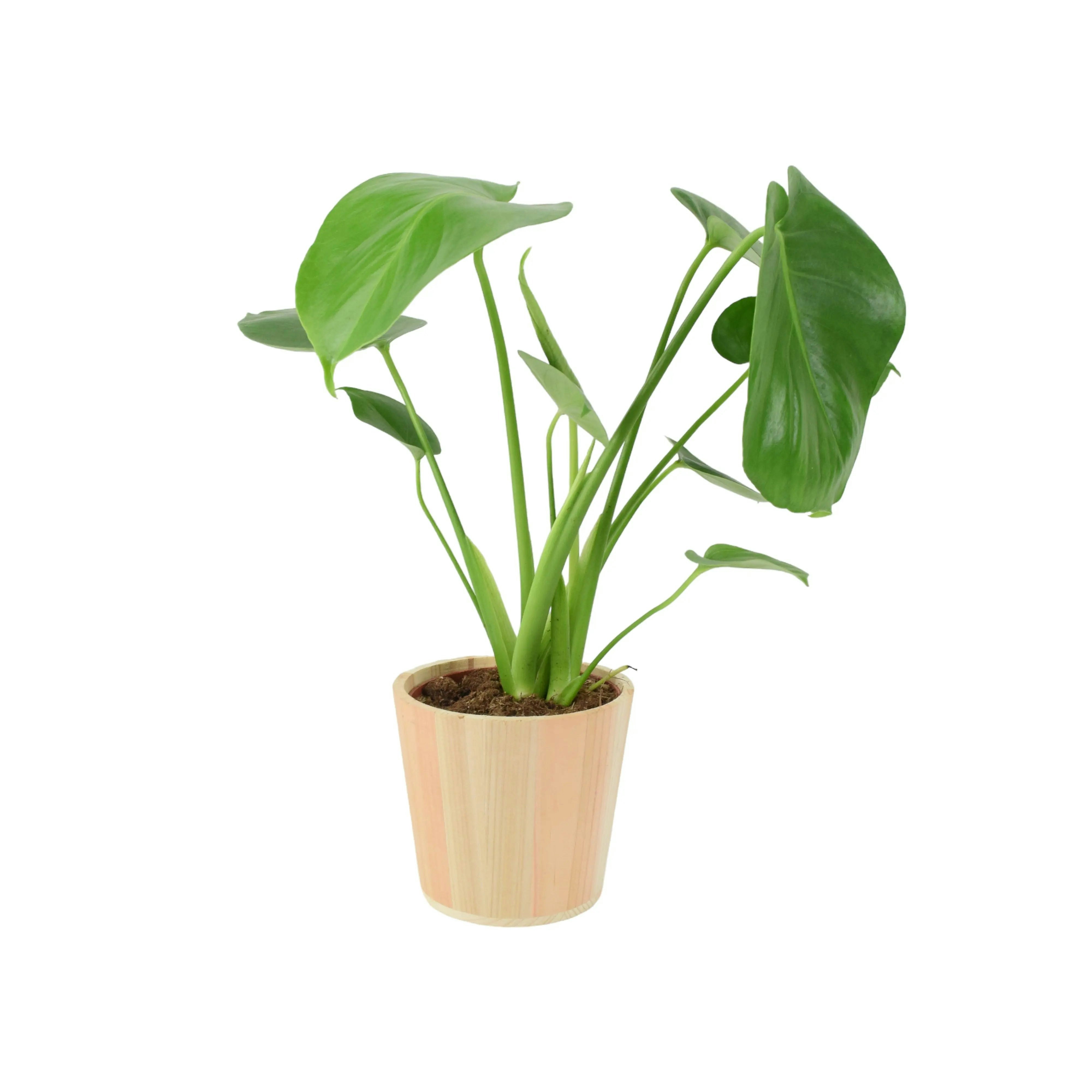 Plants By Post Monstera Deliciosa Swiss Cheese Plant In 12Cm Pot Easy Care Indoor Plant - No Container