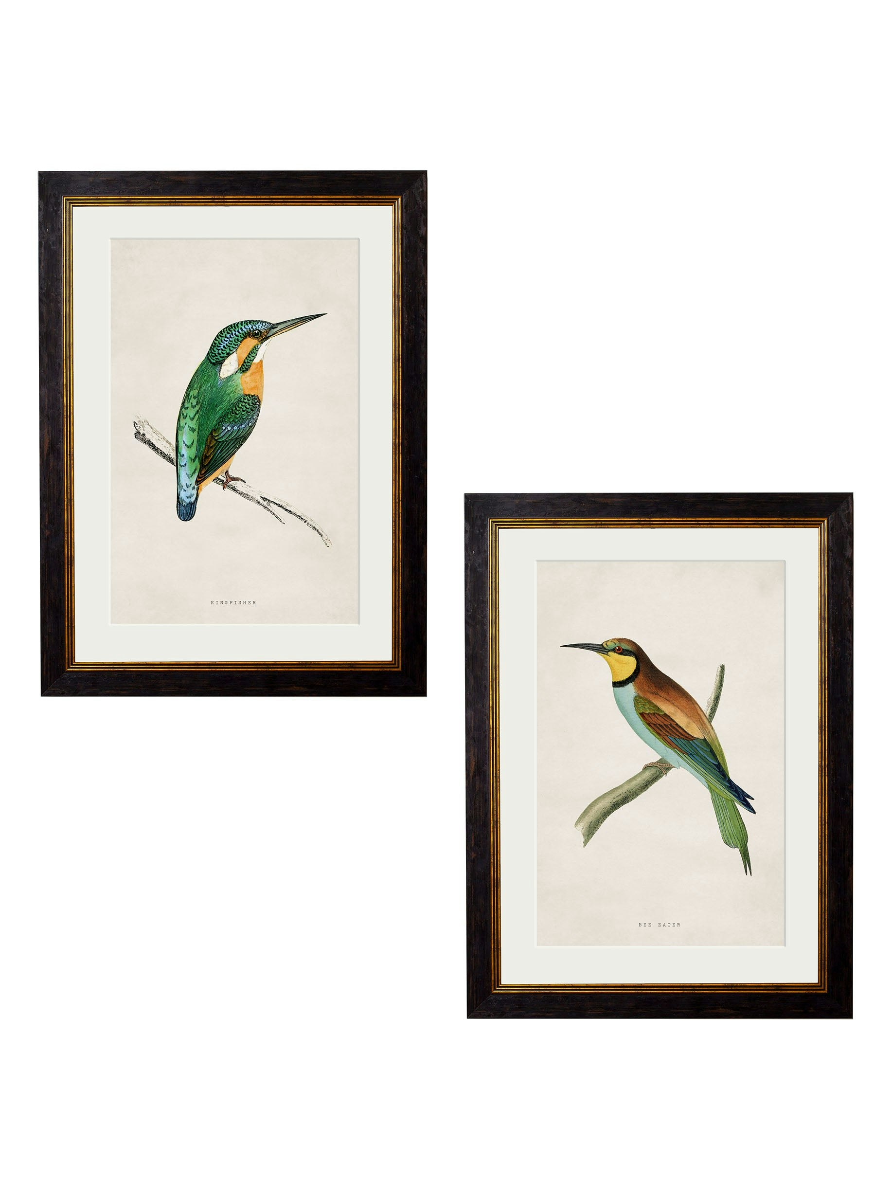 Rackhams Black C.1870 Kingfisher & Bee Eater - 38 X 50Cm - Collection Of 2