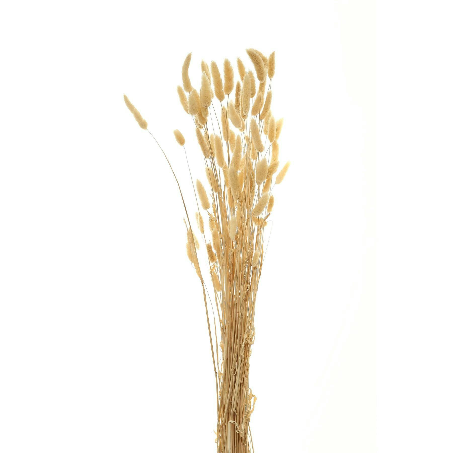 Hill Interiors Bunny Tail Dried Plant - Natural - One Size - Natural