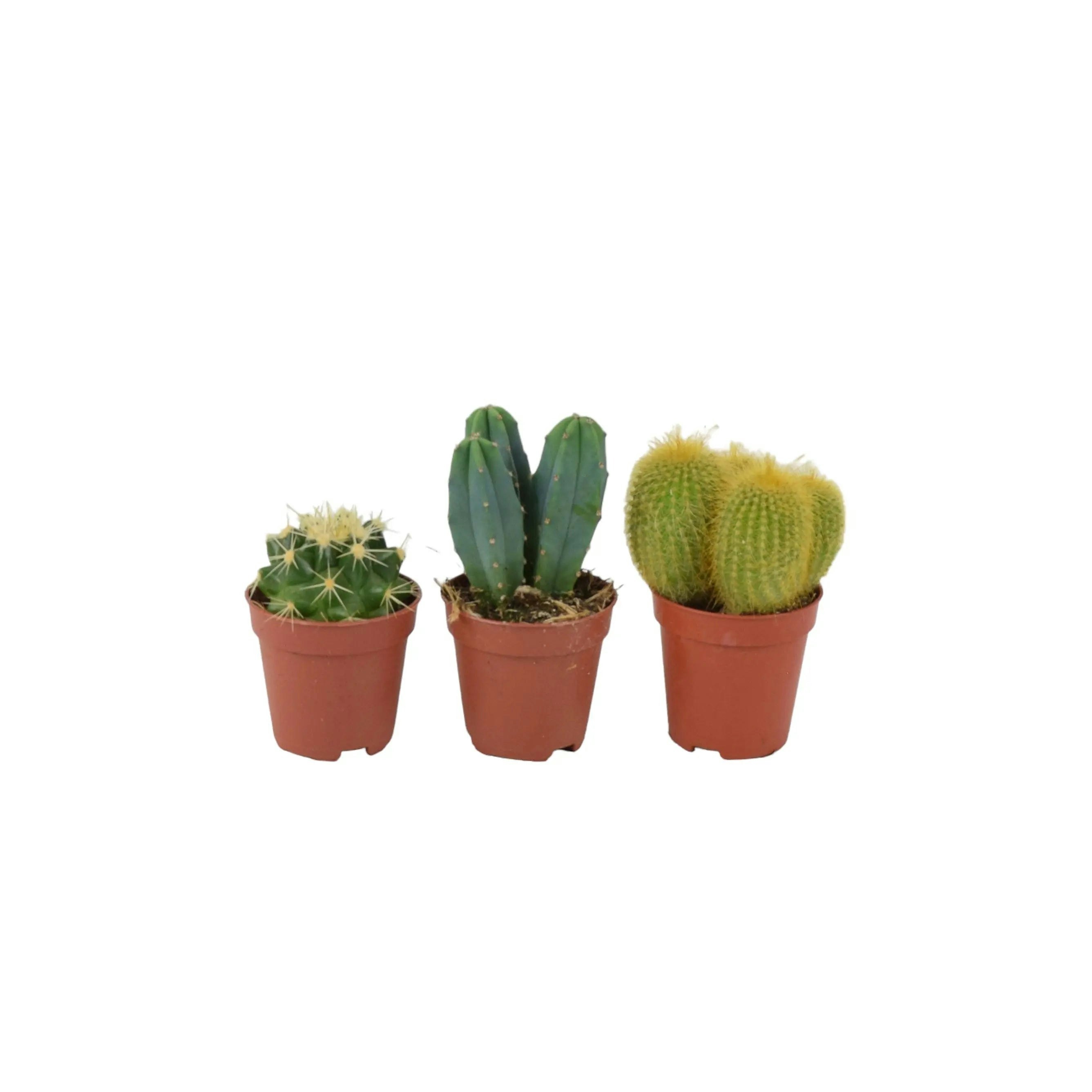 Plants By Post Cactus Mixed 5.5Cm X 3 Pots - Easy Care Cacti Collection For Indoor Spaces - No Container