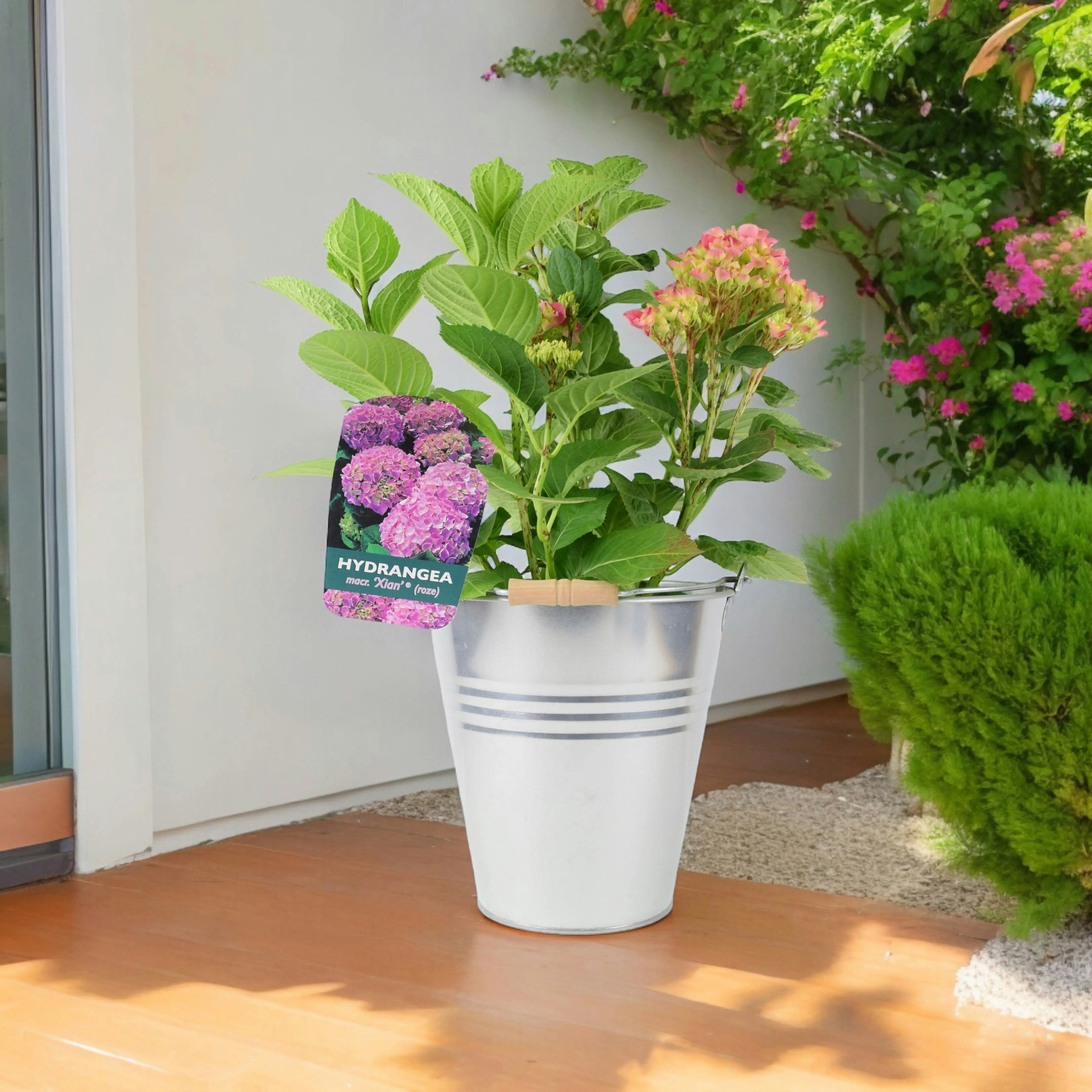 Plants By Post Pink Hydrangea Macrophylla - 3L Pot Summer Flowering Garden Plant - Metal Zinc Pail