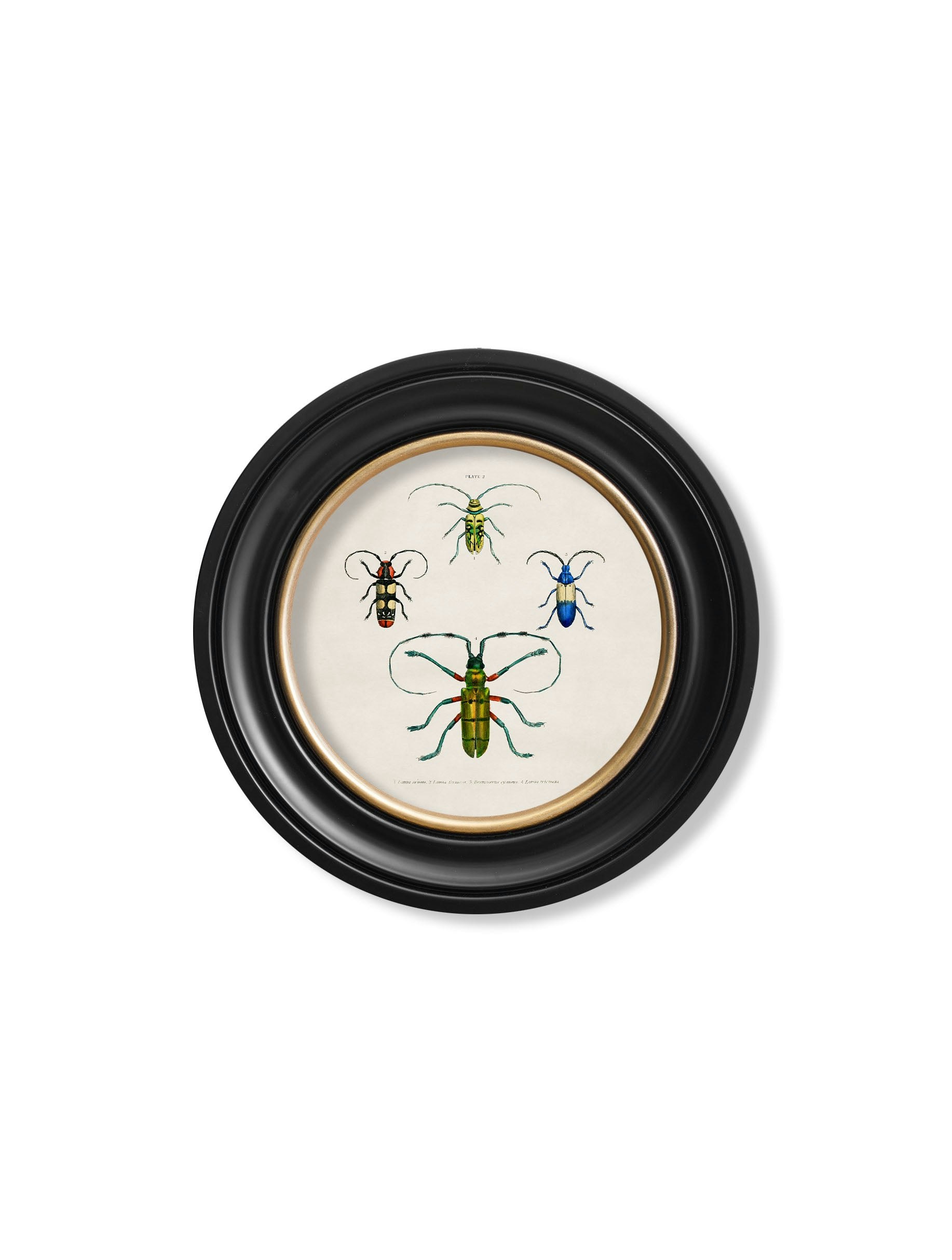 Rackhams Black C.1836 Beetle Plates - Round Frame - 44 X 44Cm - Plate 2