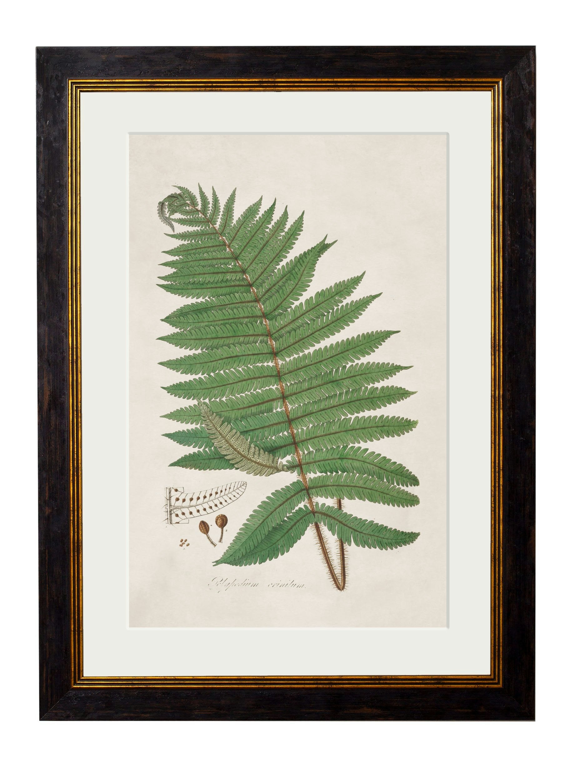 Rackhams Black C.1831 Collection Of Ferns - 38 X 50Cm - Australian Fern