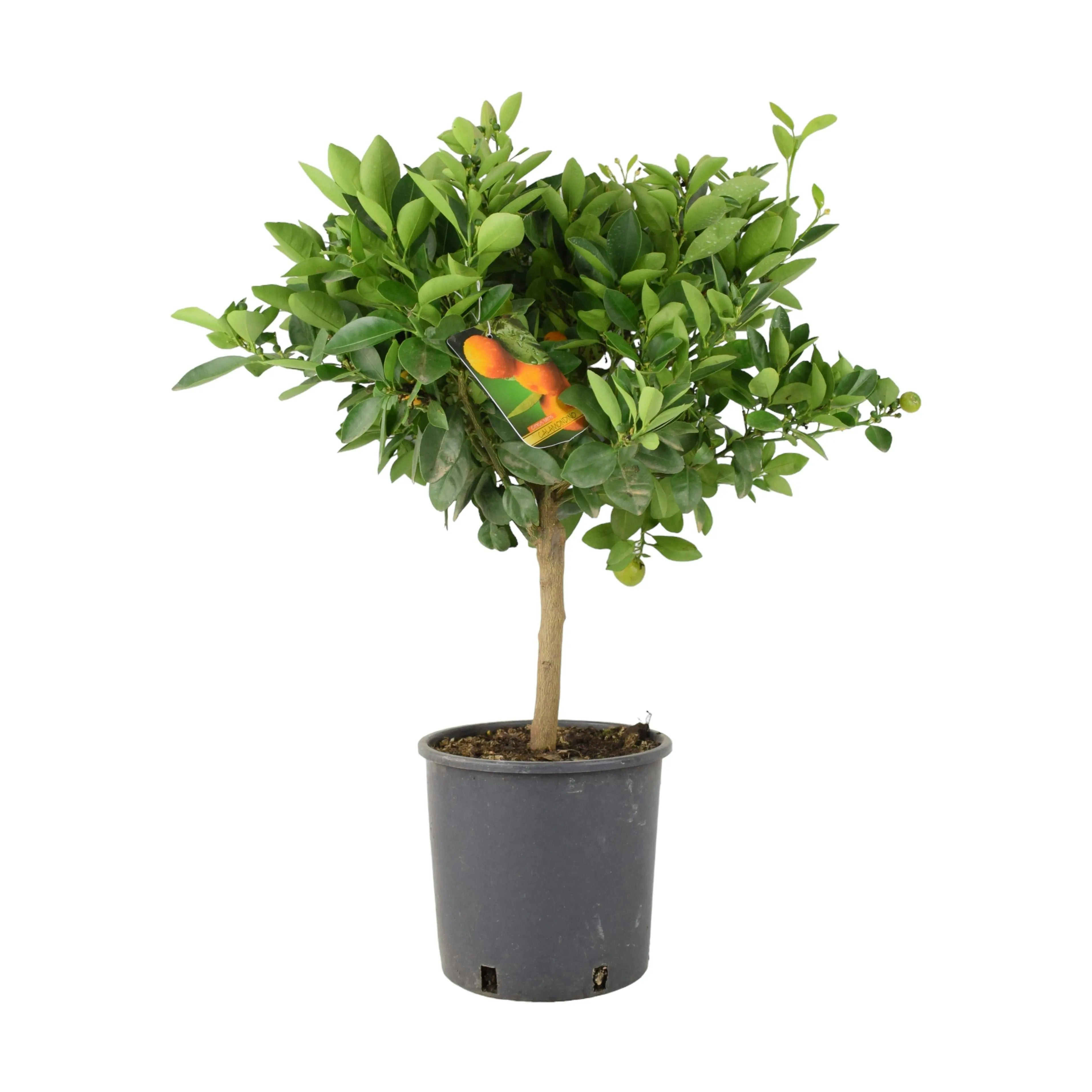 Plants By Post Orange Citrus Calamondin Tree - Compact Fruiting Tree For Home And Garden - No Container