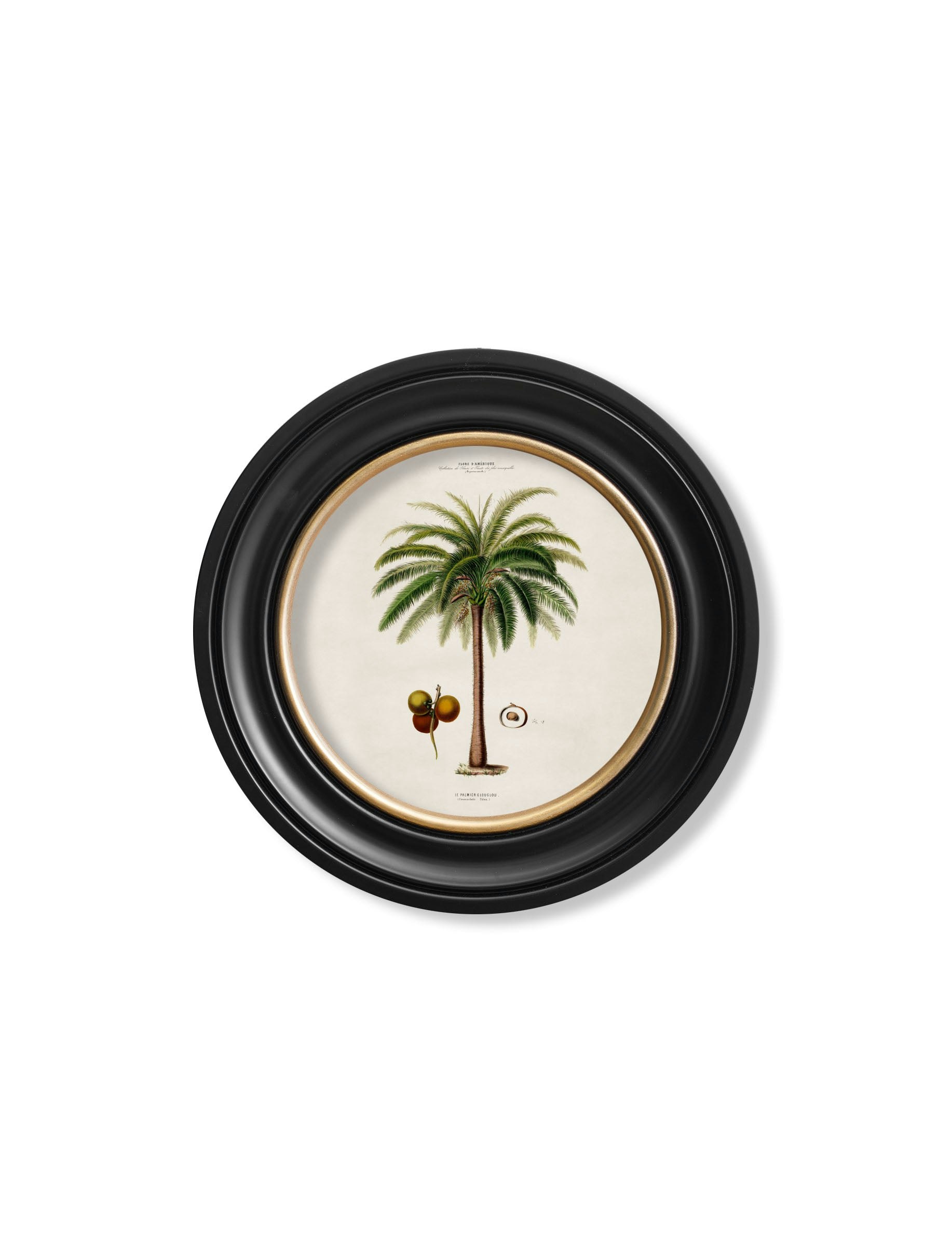 Rackhams Black C.1843 Studies Of South American Palm Trees In Round Frames - 44 X 44Cm - Macaw Palm