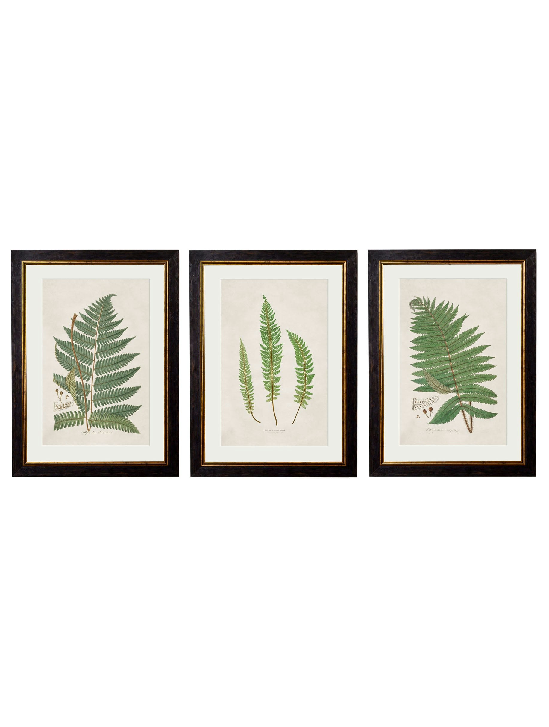 Rackhams Black C.1831 Collection Of Ferns - 38 X 50Cm - Collection Of 3