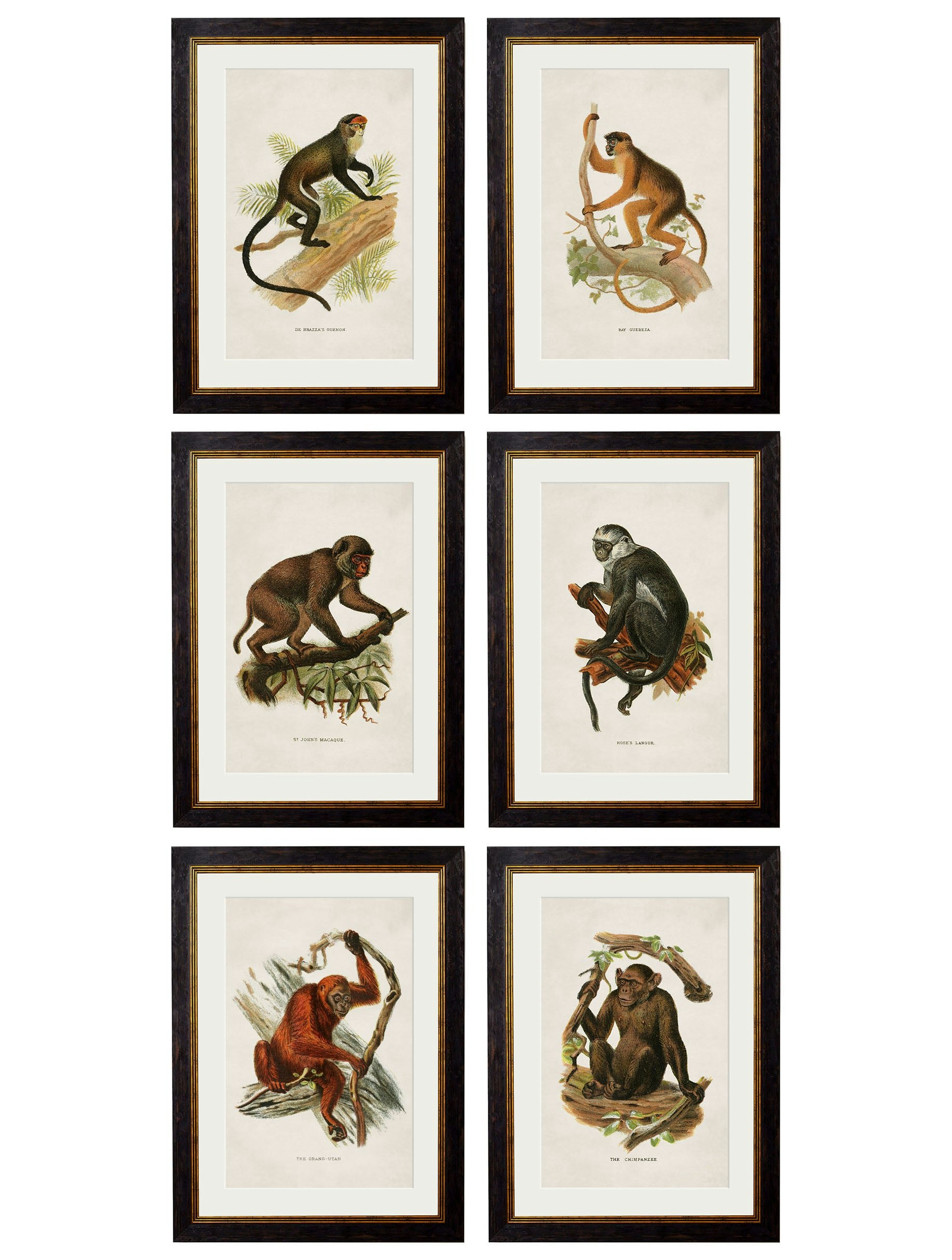 Rackhams Black C.1910 Collection Of Primates - 38 X 50Cm - Collection Of 6