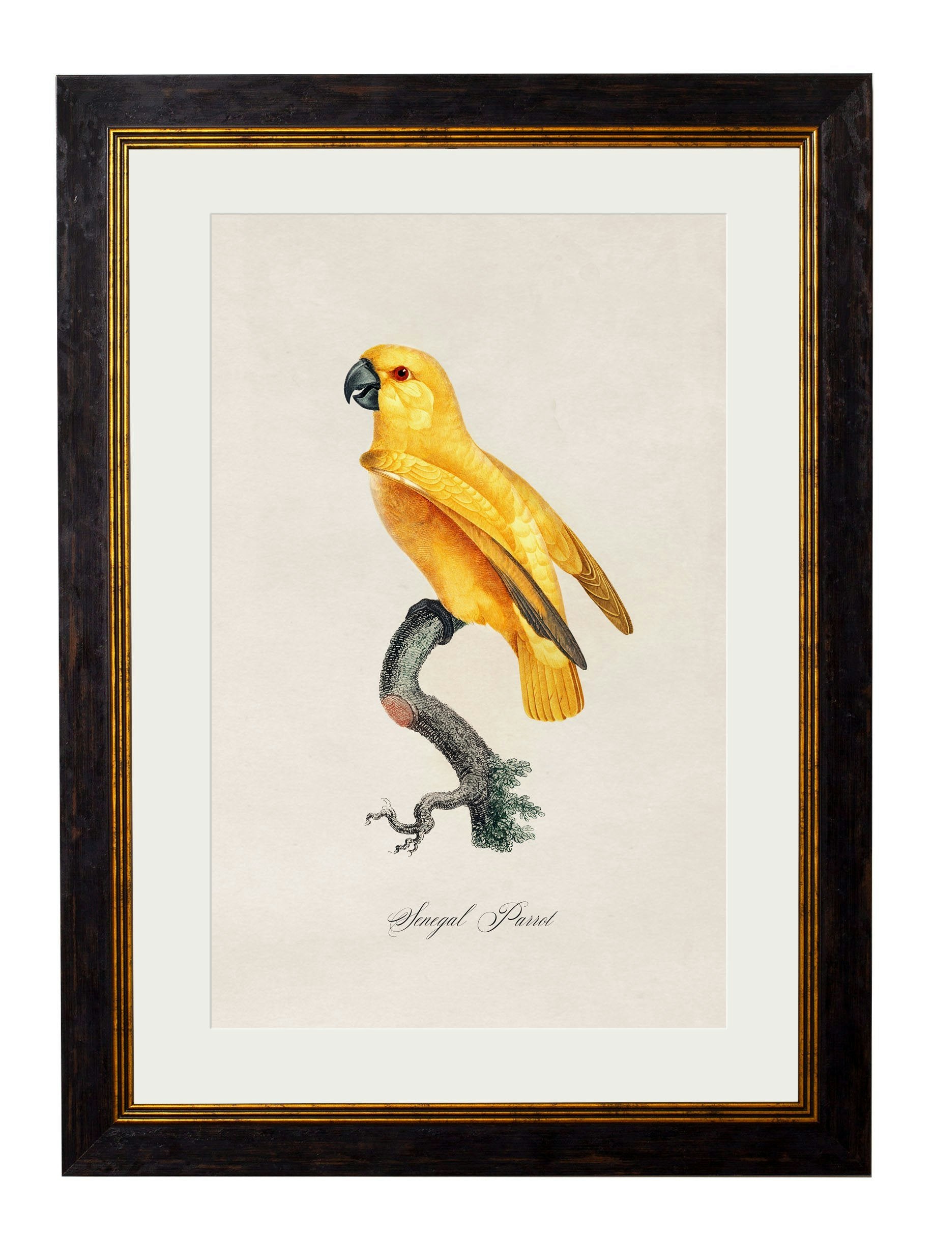 Rackhams Black C.1800's Collection Of Parrots - 38 X 50Cm - Senegal Parrot
