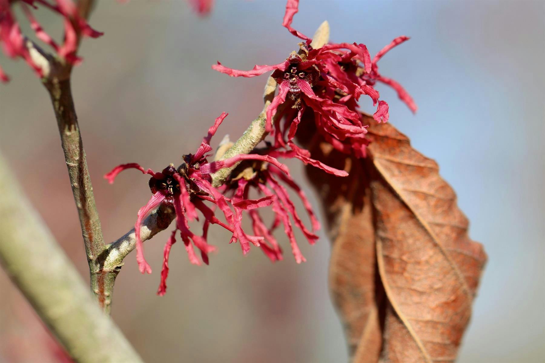 Direct Plants Red/Gold Witch Hazel Hamamelis Ruby Glow Shrub 4-5Ft Extra Large In A 7.5 Litre Pot By - 1 - 7.5L - Pot
