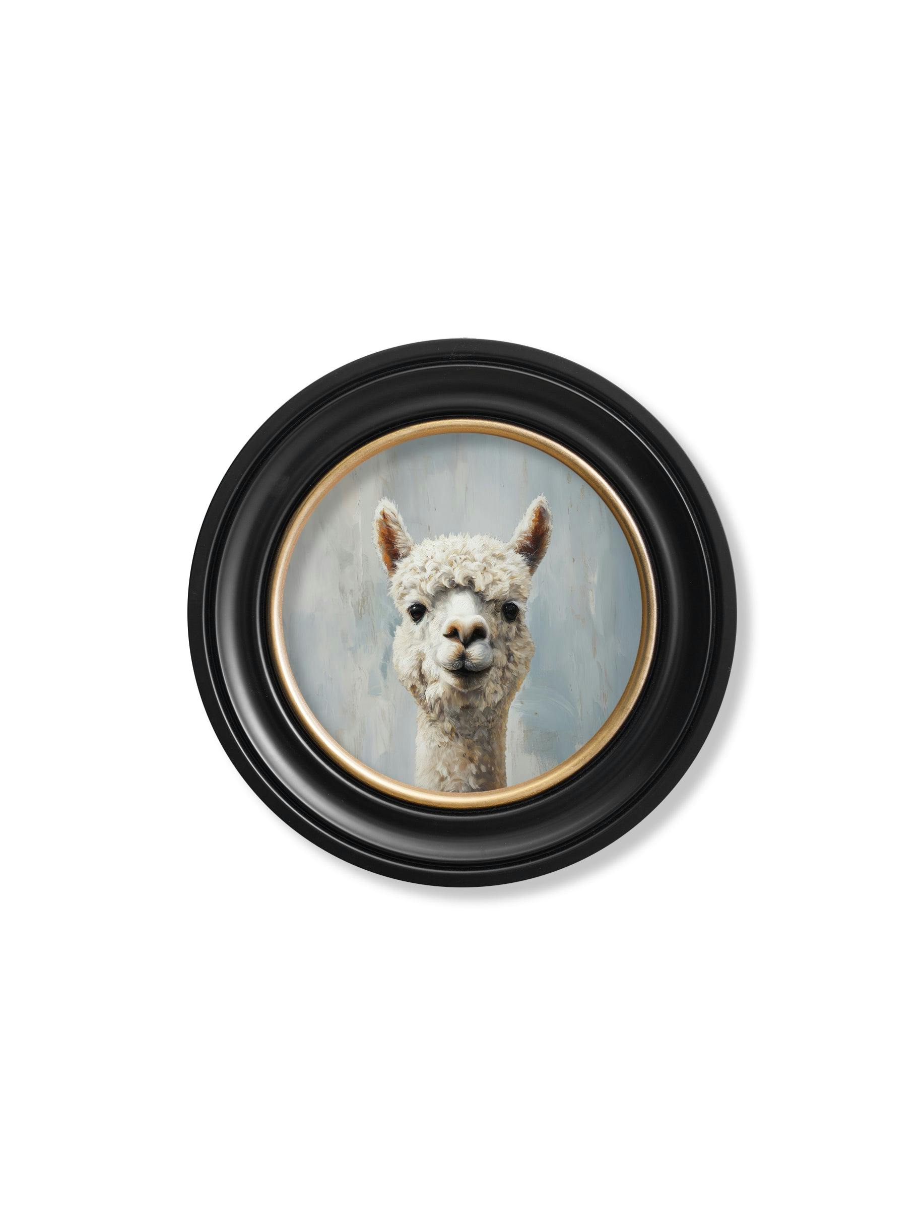 Rackhams Blue/Black/Gold The Goofy Alpaca - Oxford Round Frame - The Goofy Alpaca - 44 X 44 Cm