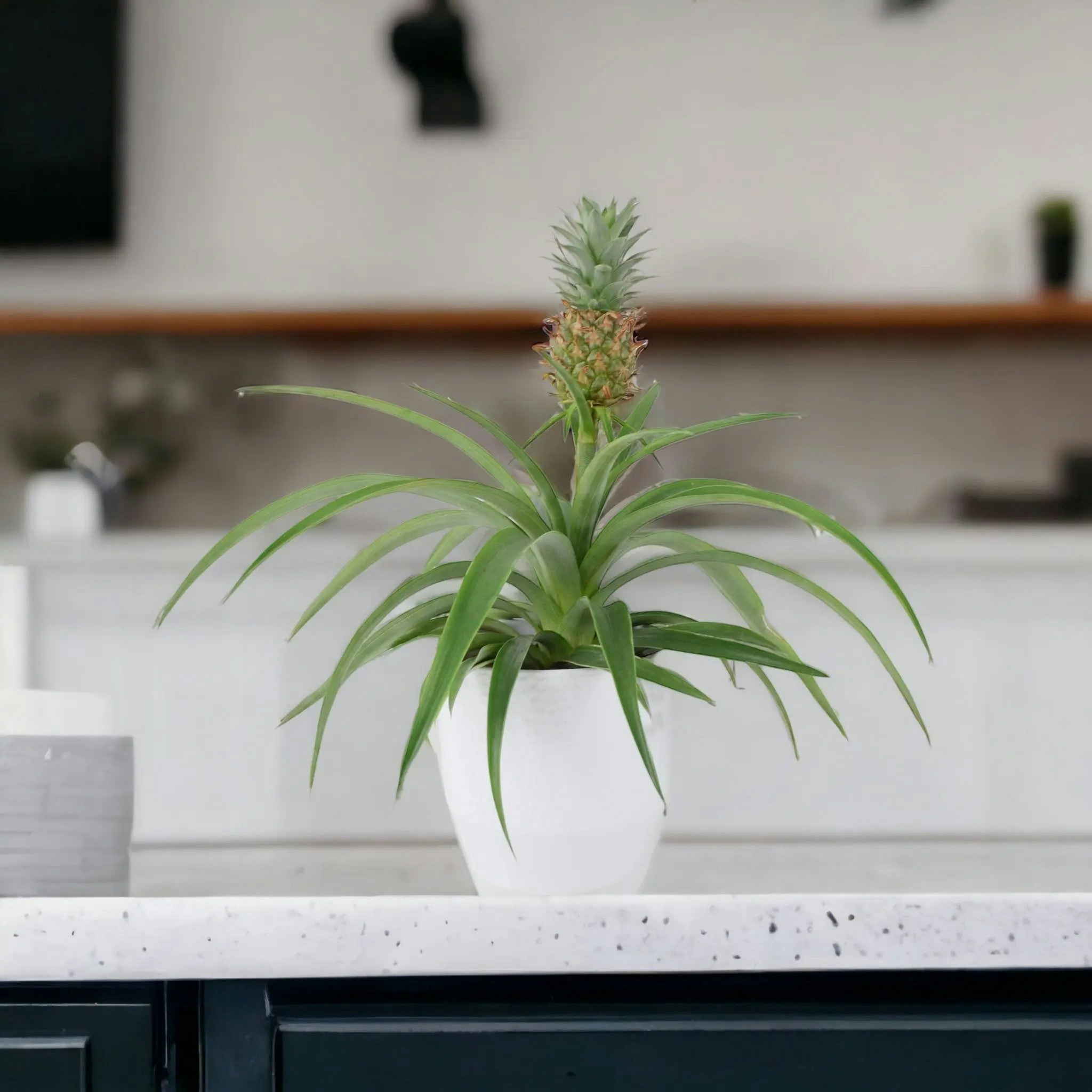 Plants By Post White Pineapple Plant (Ananas) 12Cm Pot – Aromatic Indoor Plant - Ceramic Ewi Dot