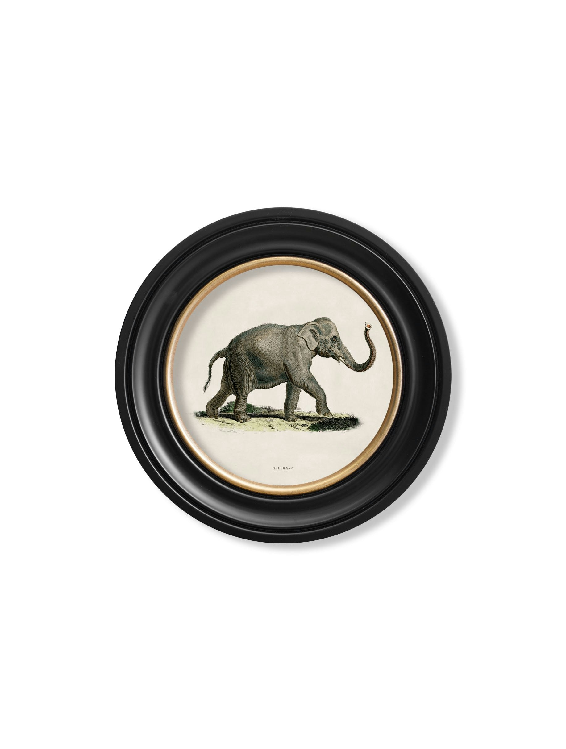 Rackhams Black C.1846 Elephants In Round Frame - 44 X 44Cm - Right Facing Elephant