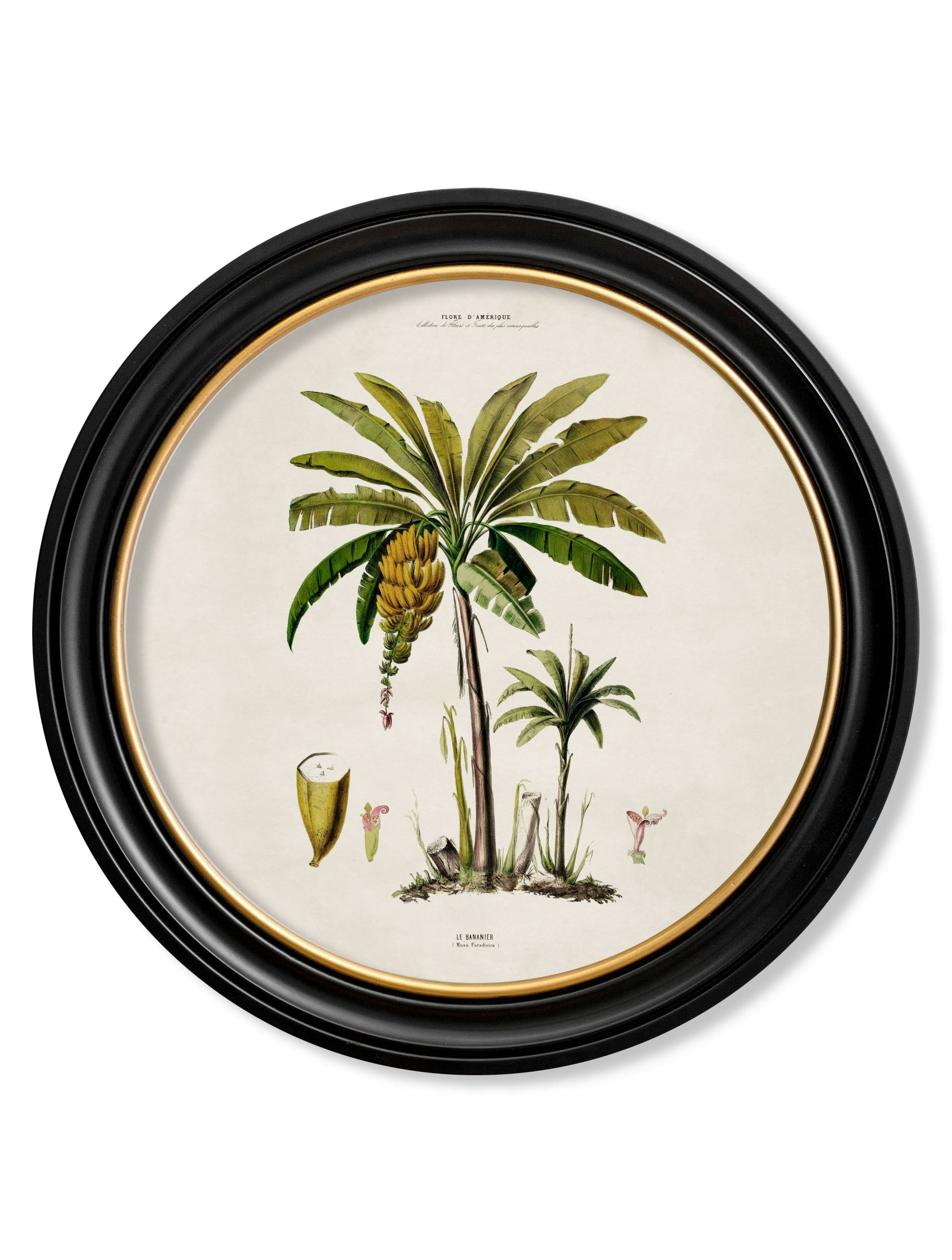 Rackhams Black C.1843 Studies Of South American Palm Trees In Round Frames - 70 X 70Cm - Banana Palm