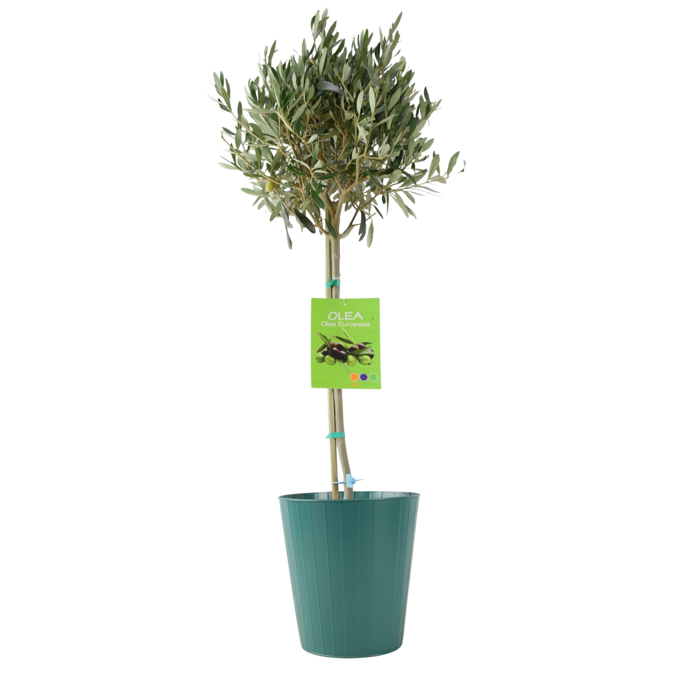 Plants By Post Green Olive Tree - 90/100Cm Tall - Mediterranean Charm For Your Garden - Metal Vertical Line