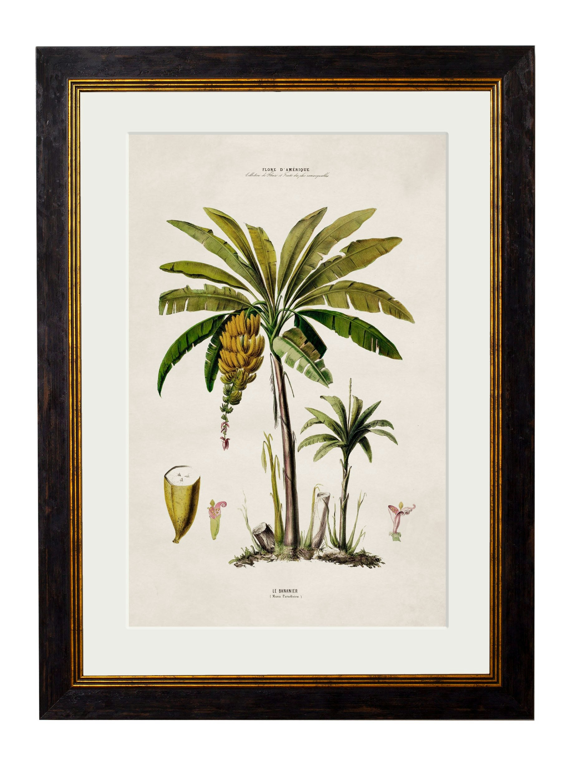 Rackhams Black C.1843 Studies Of South American Palm Trees - 38 X 50Cm - Banana Palm