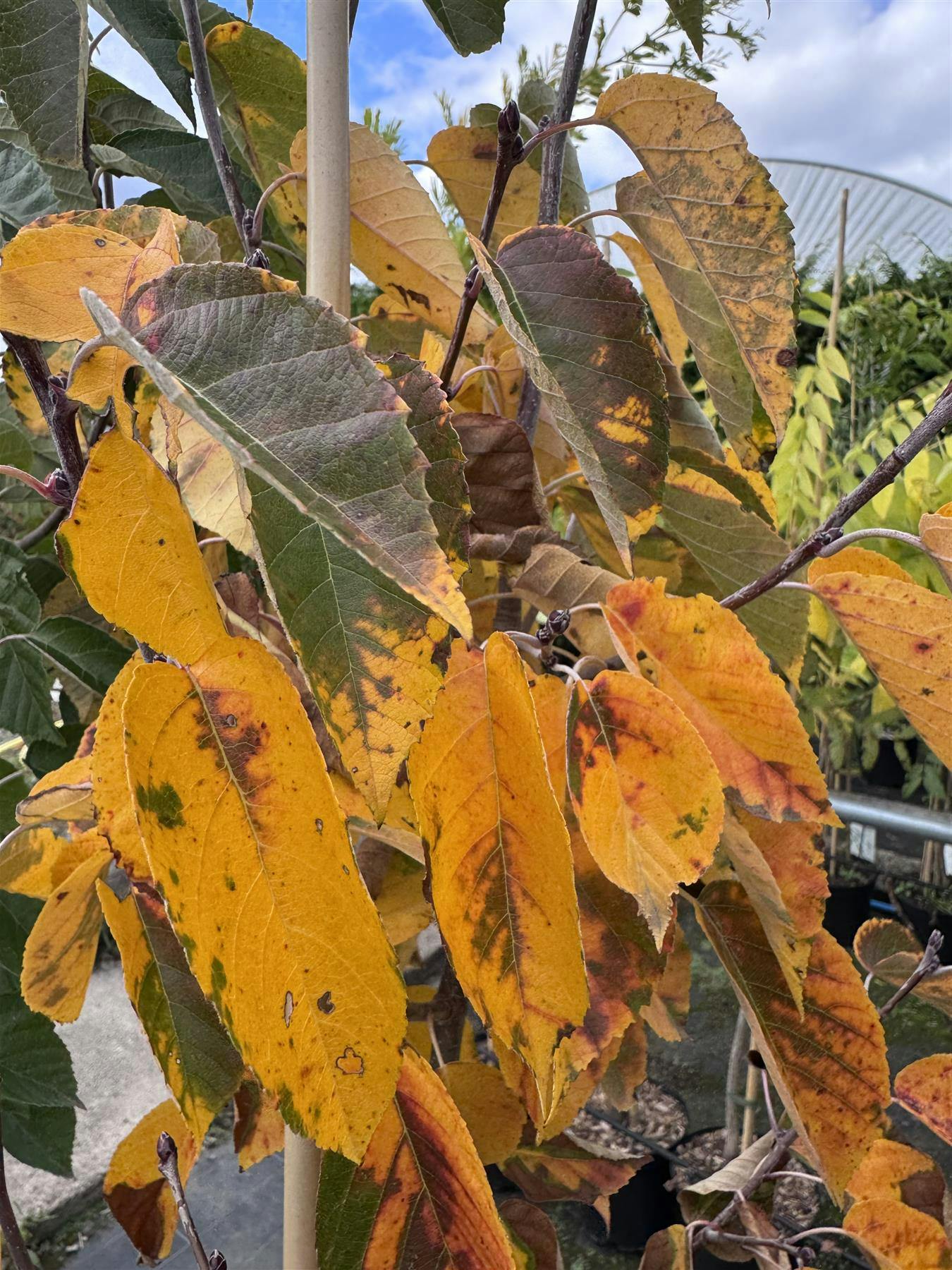 Direct Plants White/Pink/Red Malus Tschonoskii Columnar Crab Apple Tree 5-6Ft In A 7.5 Litre Pot - Pot - 1 - Crab Apple