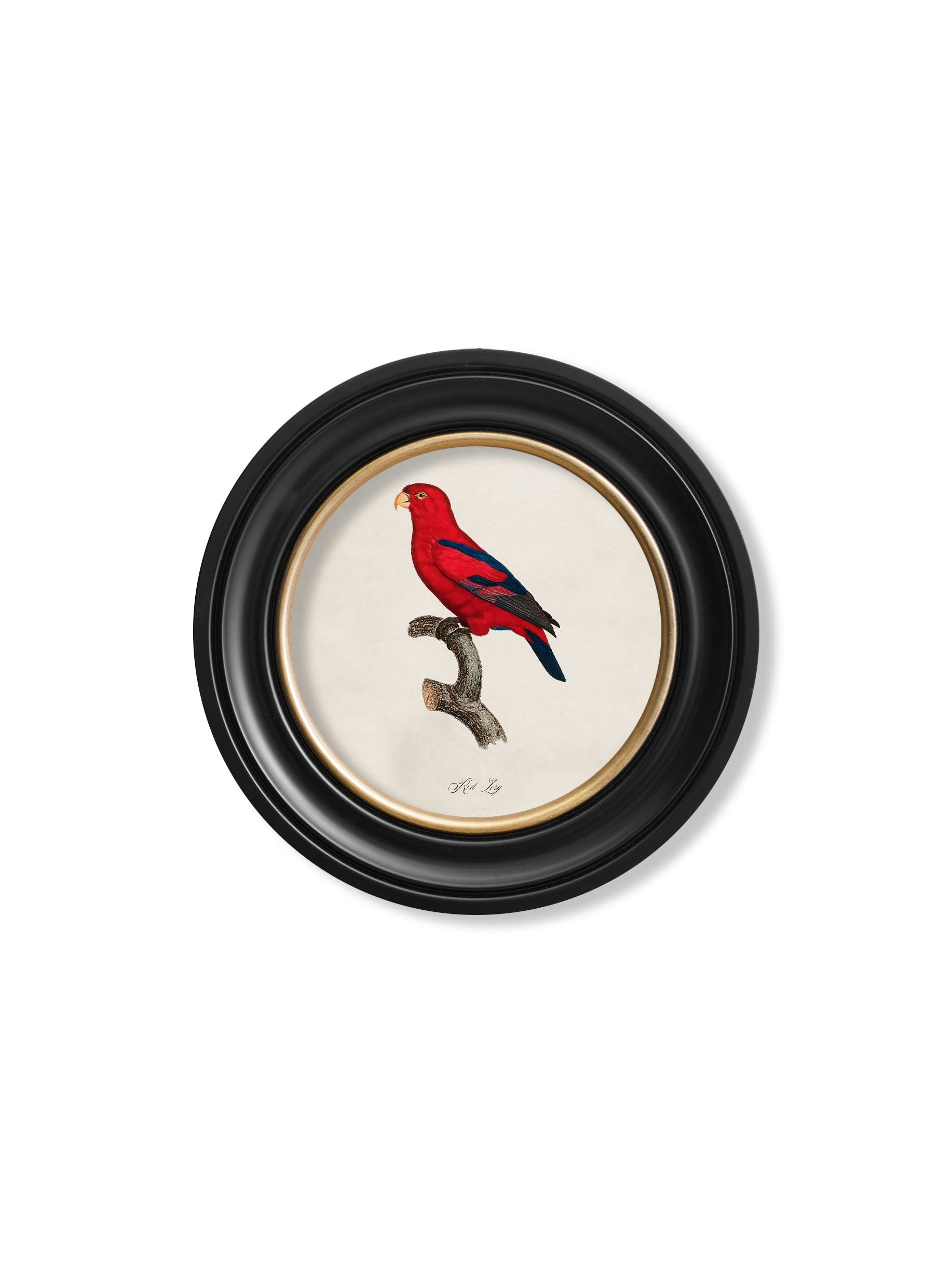 Rackhams Black/Red C.1800's Collection Of Parrots In Round Frames 2 - 44 X 44Cm - Lory