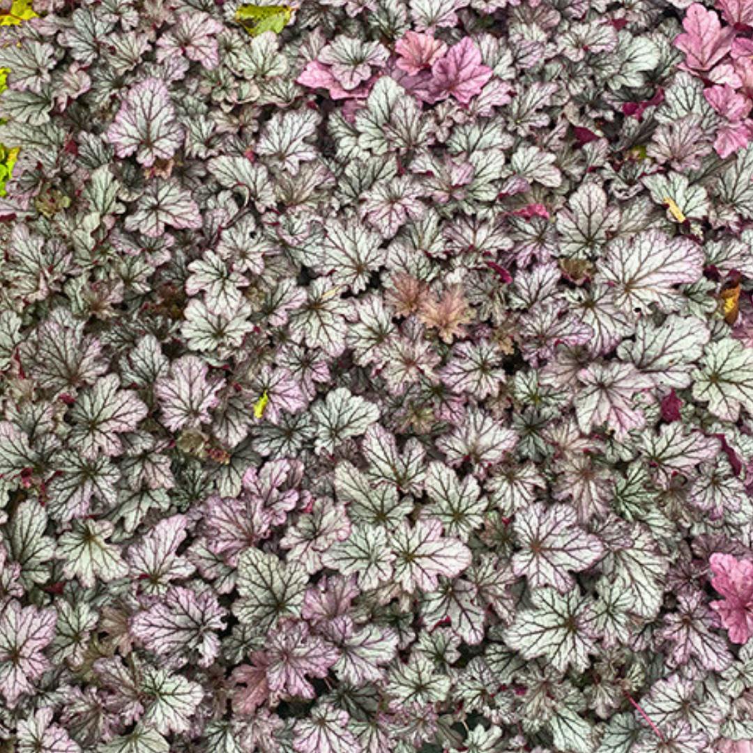 Purple/Pink/Silver Heuchera Huckleberry Evergreen Perennial Garden Plant 2L Pot