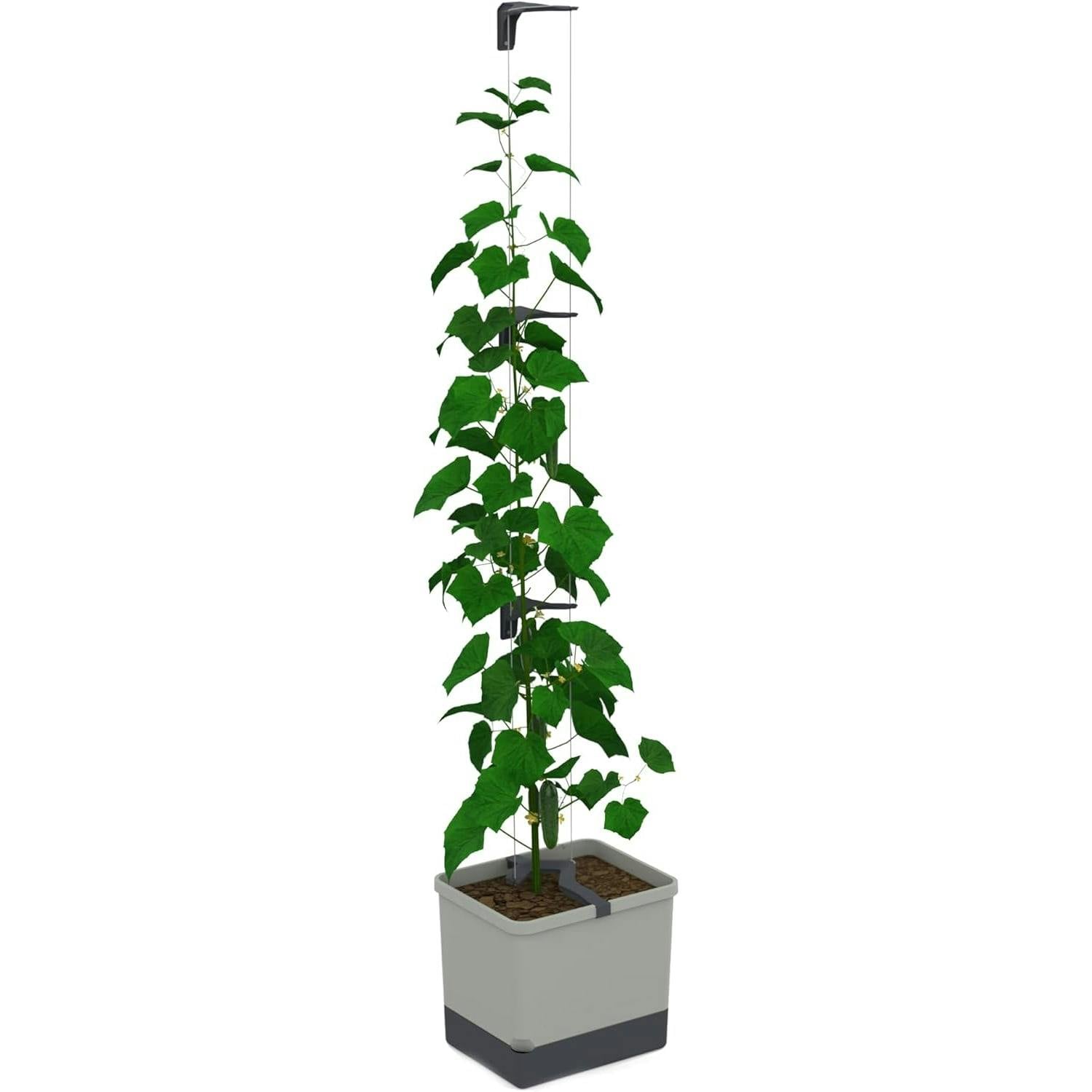 Gusta Garden Light/Grey Curt Cucumber Cucumber Planter With Water Tank