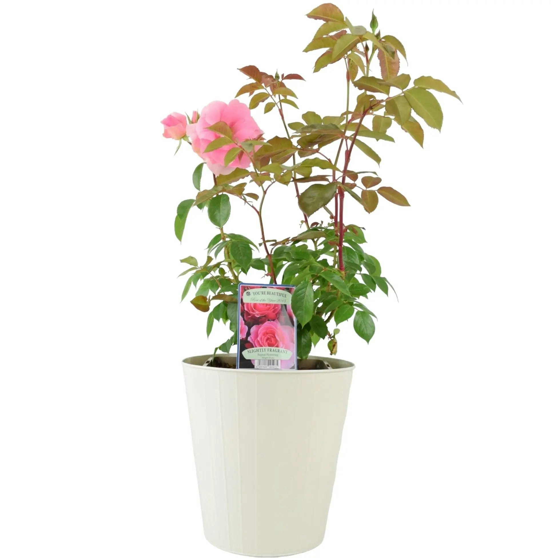 Plants By Post Pink/Cream You're Beautiful Rose 5.5L Pot - Fragrant Floribunda Rose - Metal Vertical Line