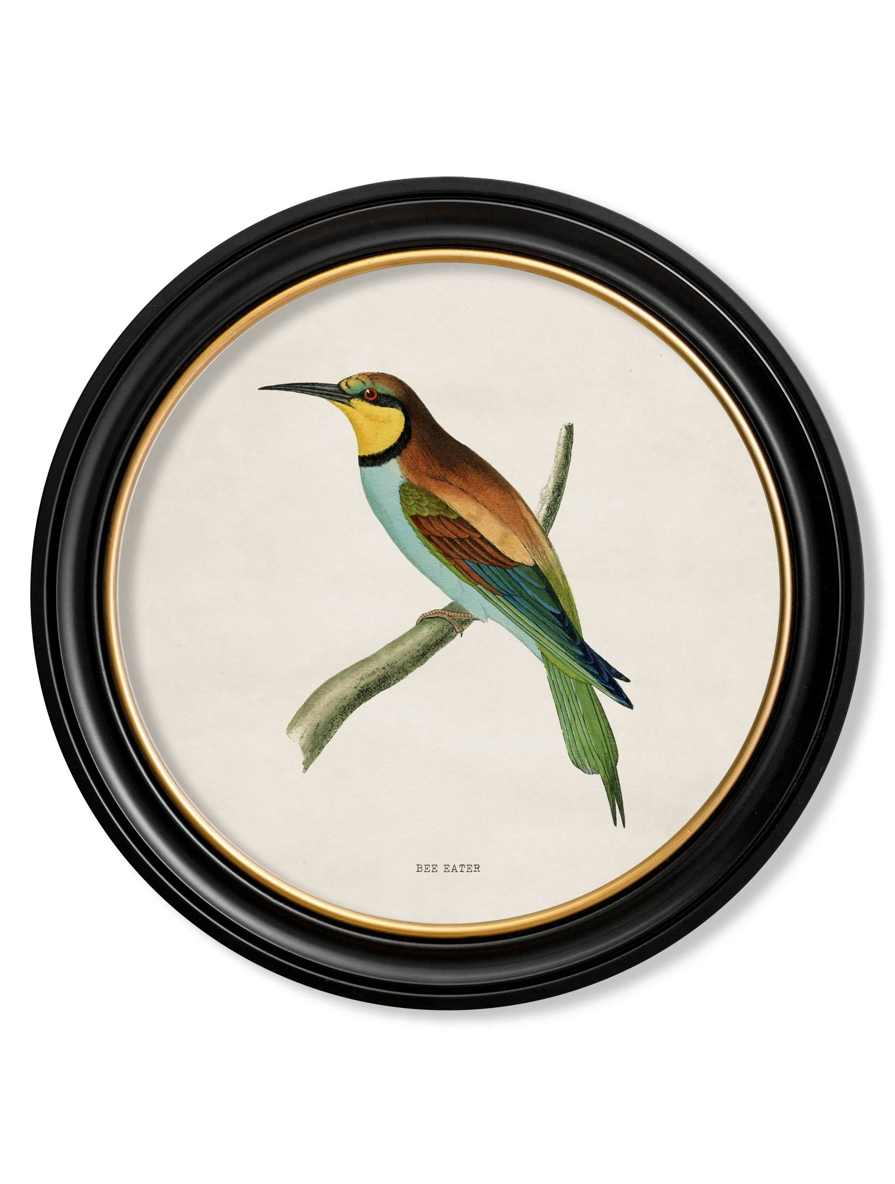 Rackhams Black C.1870 Kingfisher And Bee Eater - 70 X 70Cm - Bee Eater