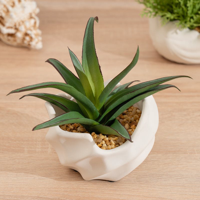 Scottish Everlastings Green 16Cm Spiky Succulent In Wavy Cement Pot
