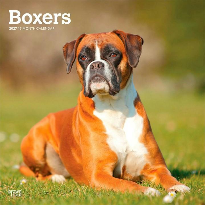 Boxers Calendar 2027, Wall Calendars, Month To View, Dogs, Gift - Image 5