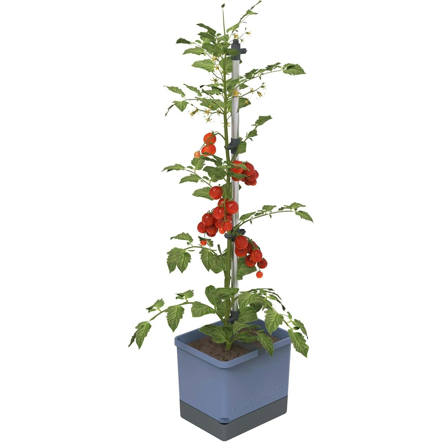 Gusta Garden Blue Tom Tomato Tomato Pot With Water Tank